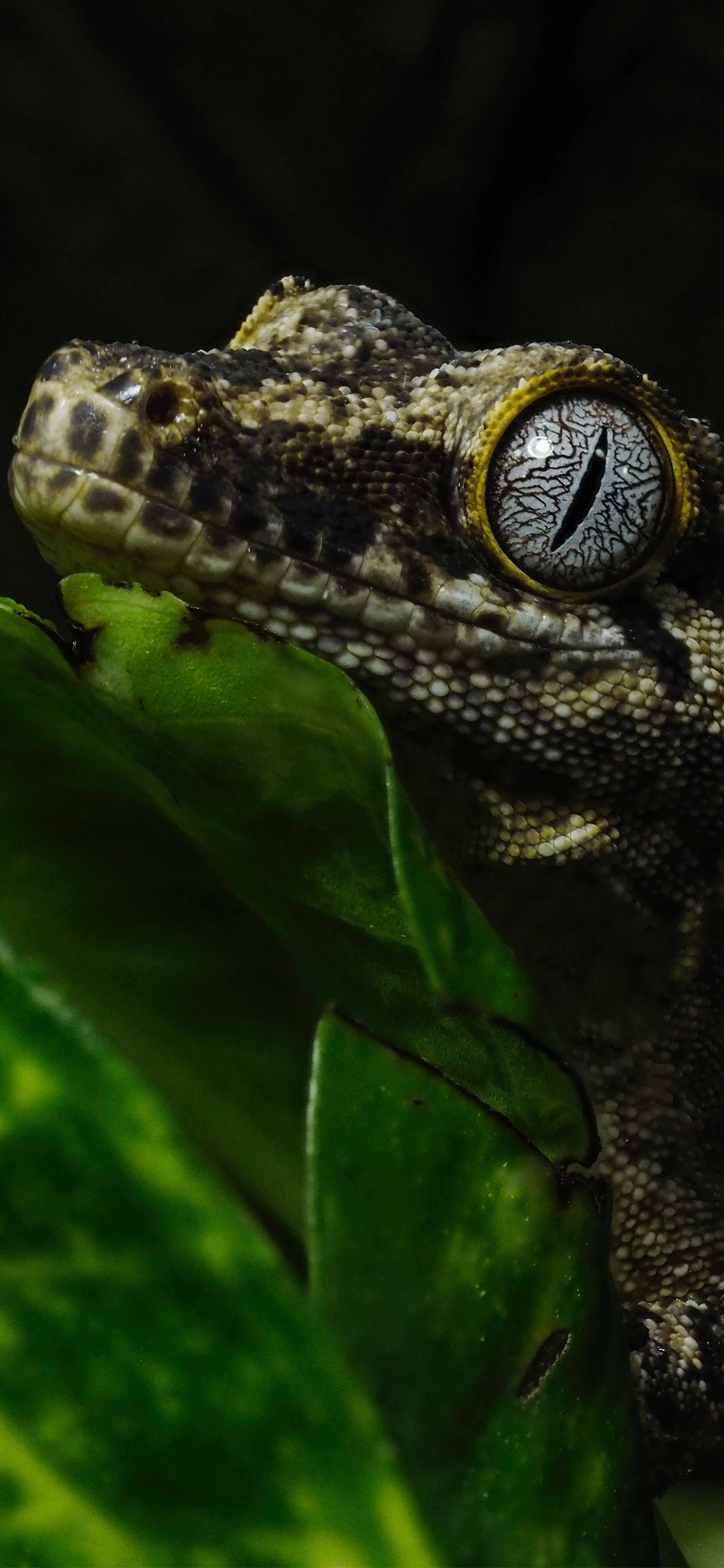 Reptiles Wallpaper para iPhone X, 8, 7, 6 - Descarga gratis en 3Wallpapers