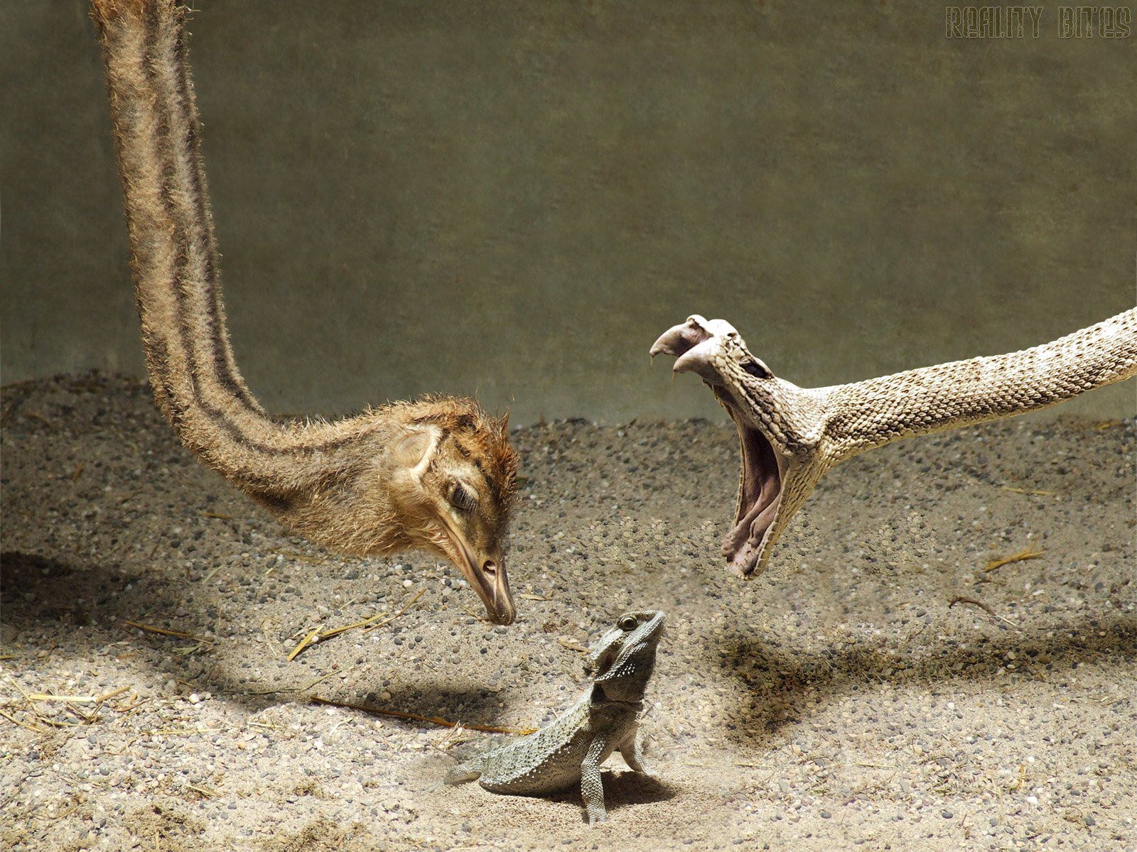 1416 Reptiles Fondos de pantalla HD | Imágenes de fondo