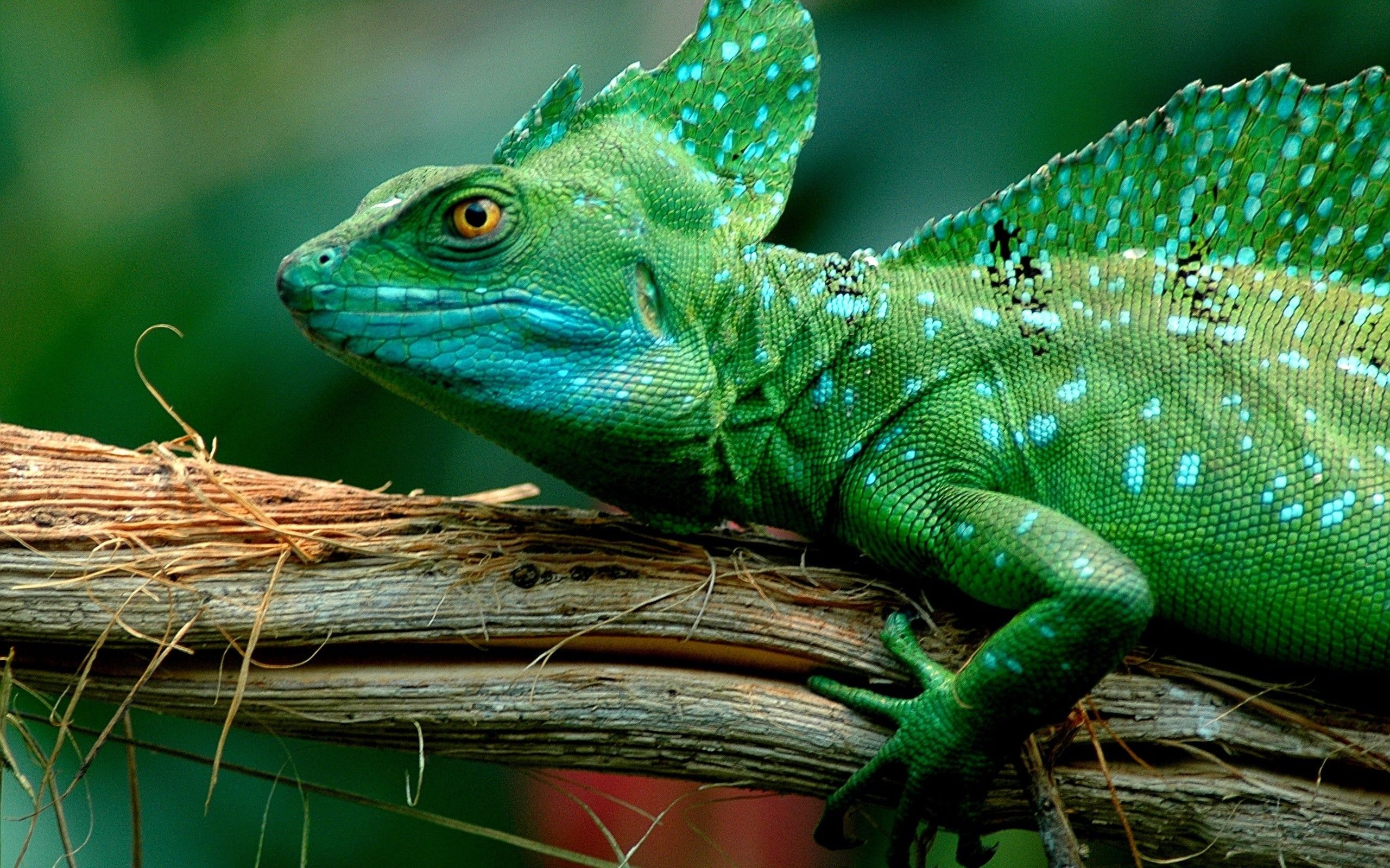 Reptiles Wallpaper 6 - 2560 X 1600 | stmed.net