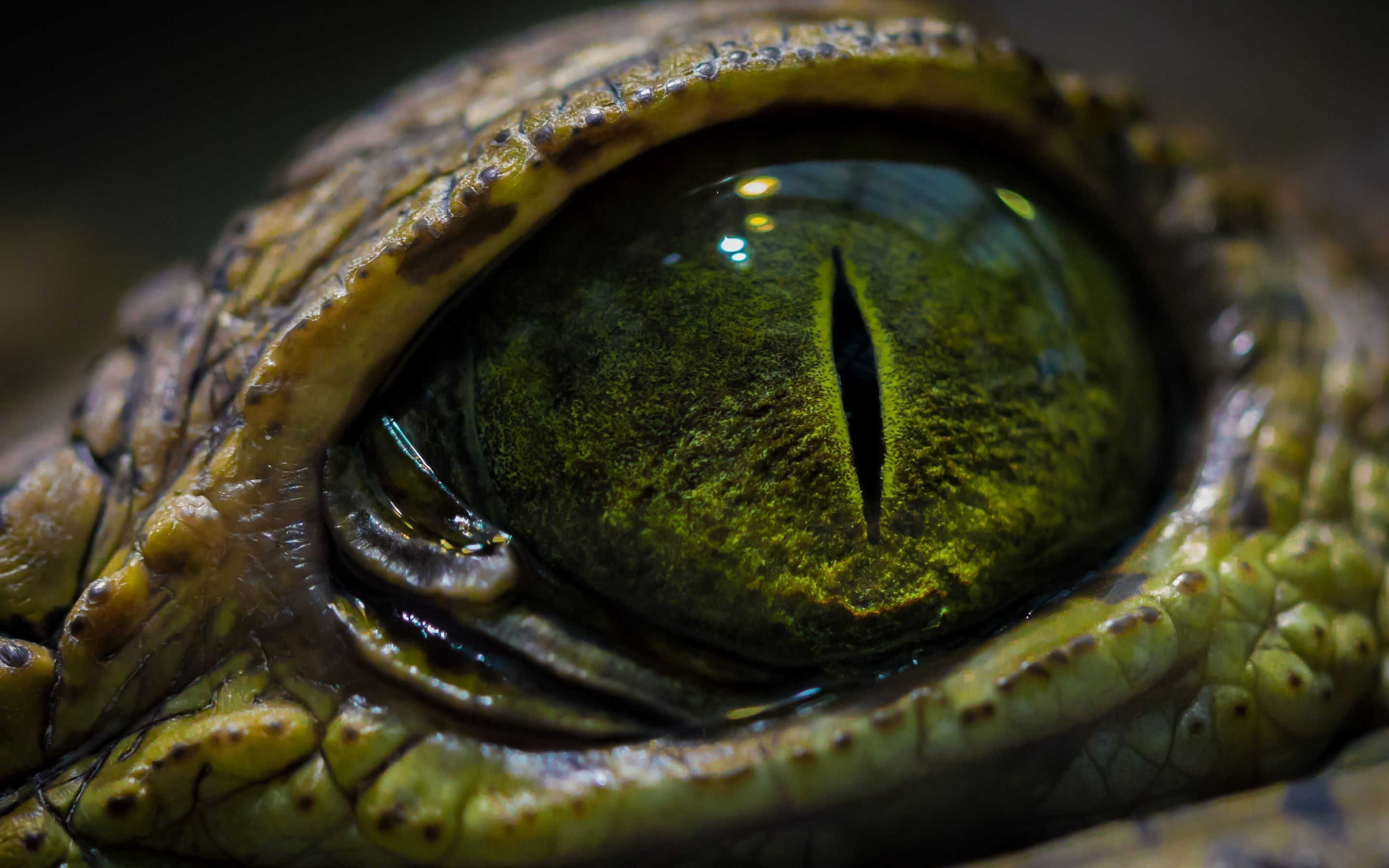 Reptile Eye Wallpapers - Cueva Wallpaper