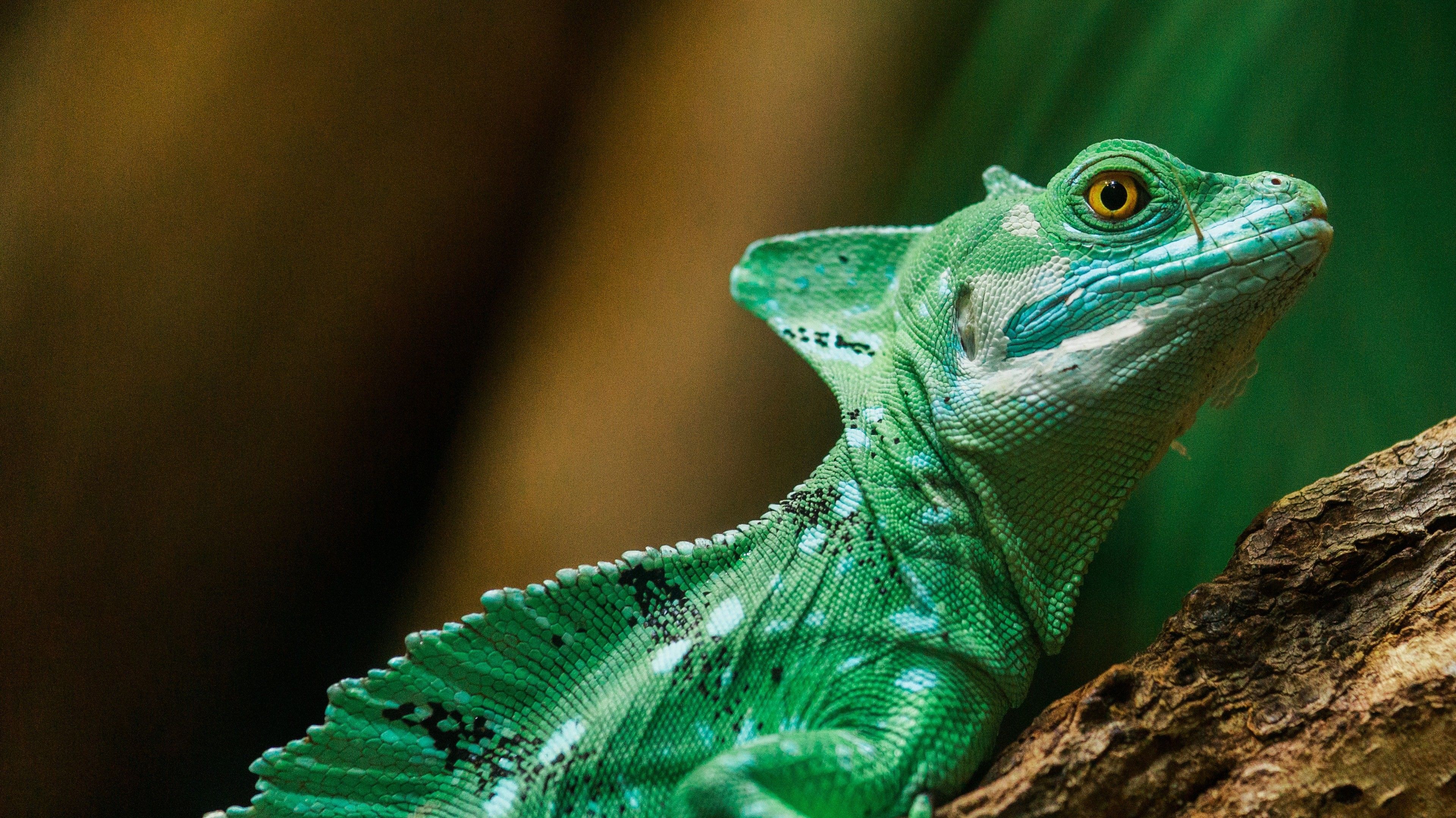 Green Reptile 4K Fondo de pantalla | HD Wallpapers
