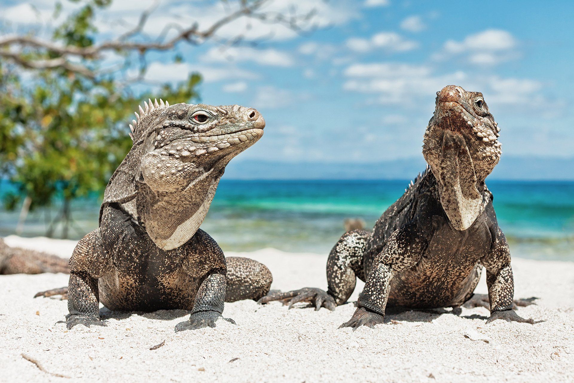 14 Fondos de pantalla de Reptile HD | Imágenes de fondo
