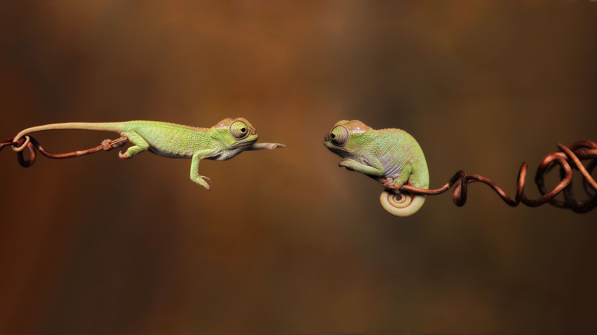 Fondos de pantalla Reptiles Animales 1920x1080