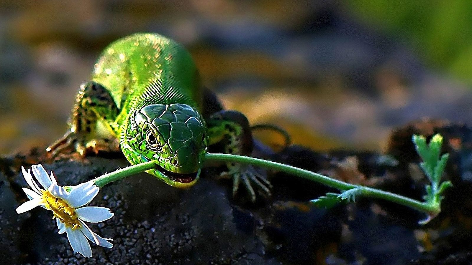 Lagarto - lagartos fondo de pantalla (40750920) - fanpop