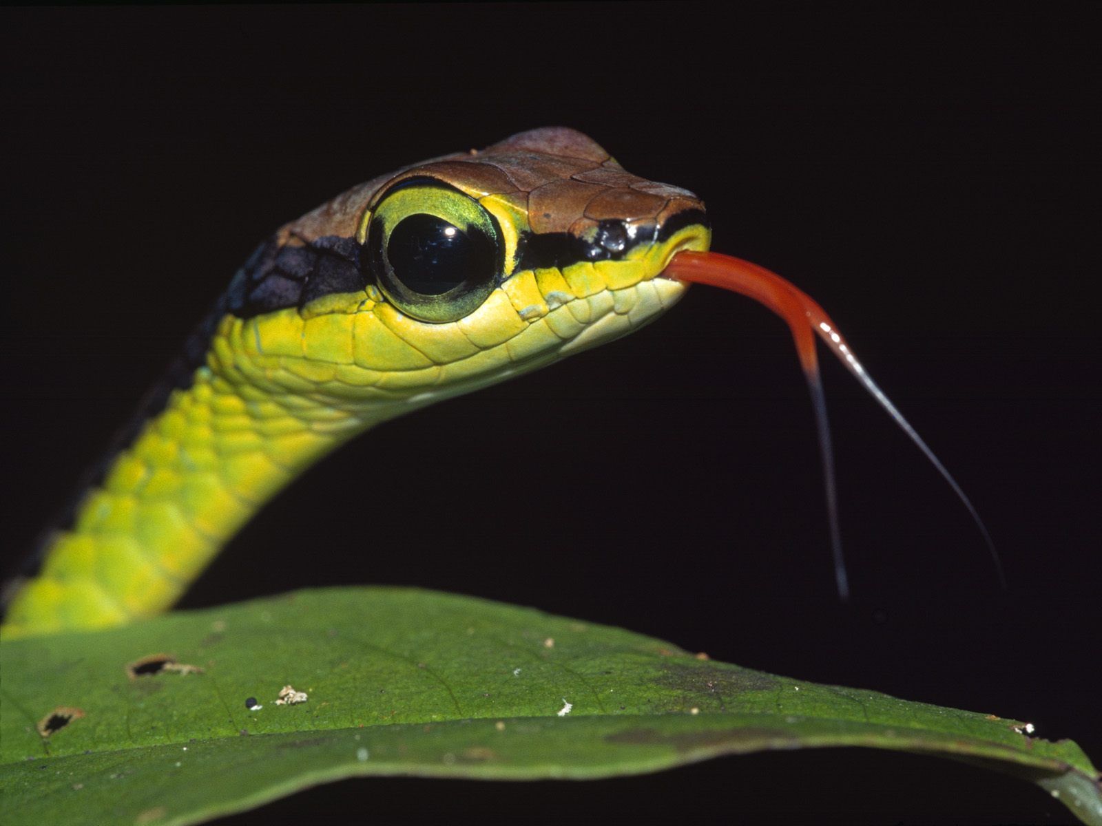 reptiles | Reptiles fondo de pantalla hd, fondo de pantalla hd, reptil hd