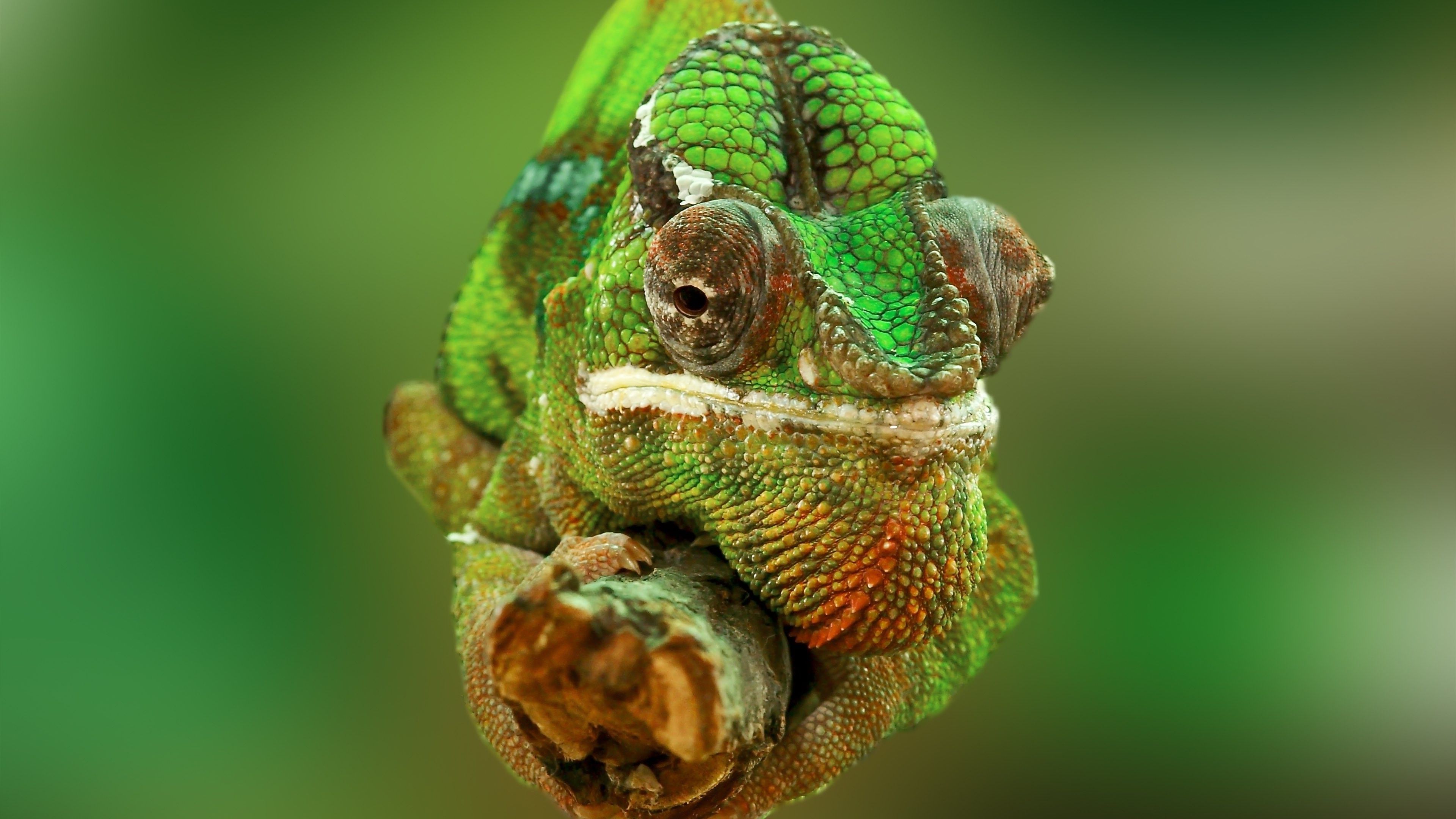 2942164 3840x2160 animales camaleones reptiles fondo de pantalla y