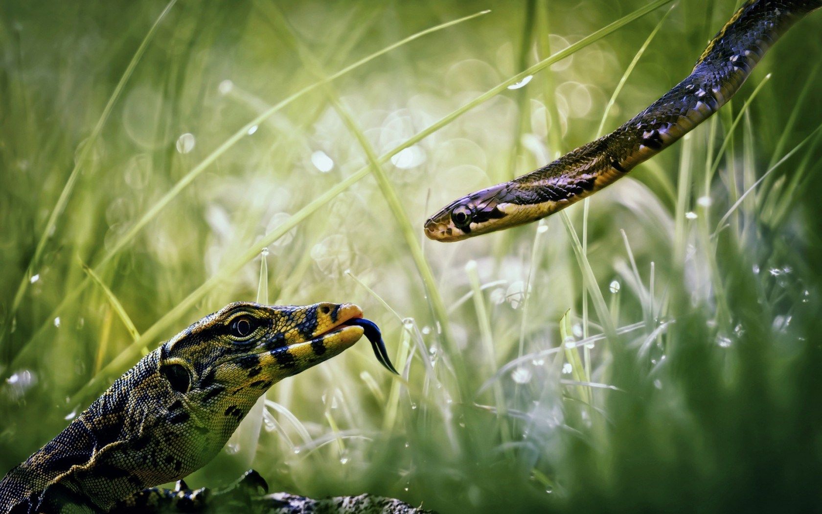 Reptiles Wallpaper 9 - 1680 X 1050 | stmed.net