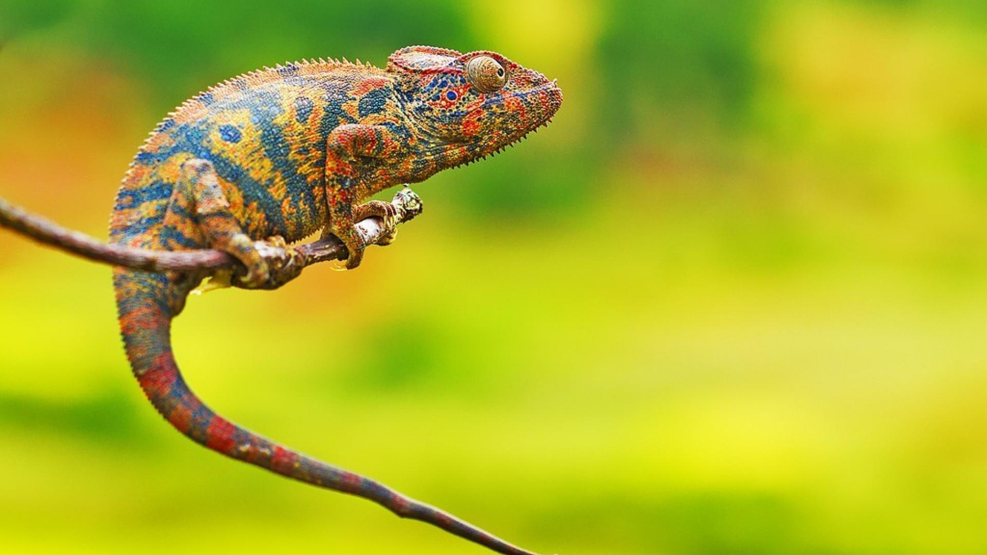 Fondo de pantalla de reptiles 1920x1080