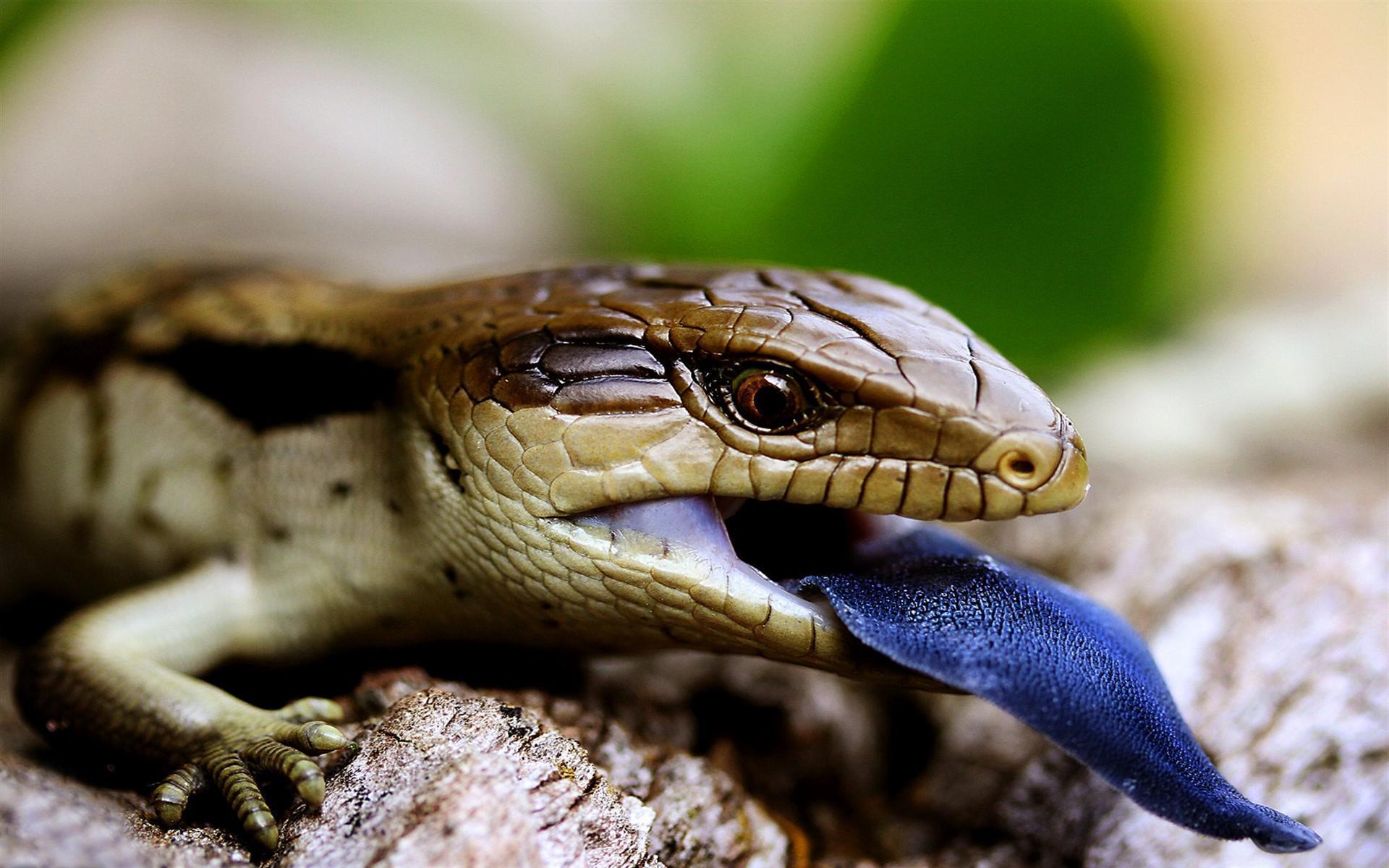 Fondos Reptiles Animales