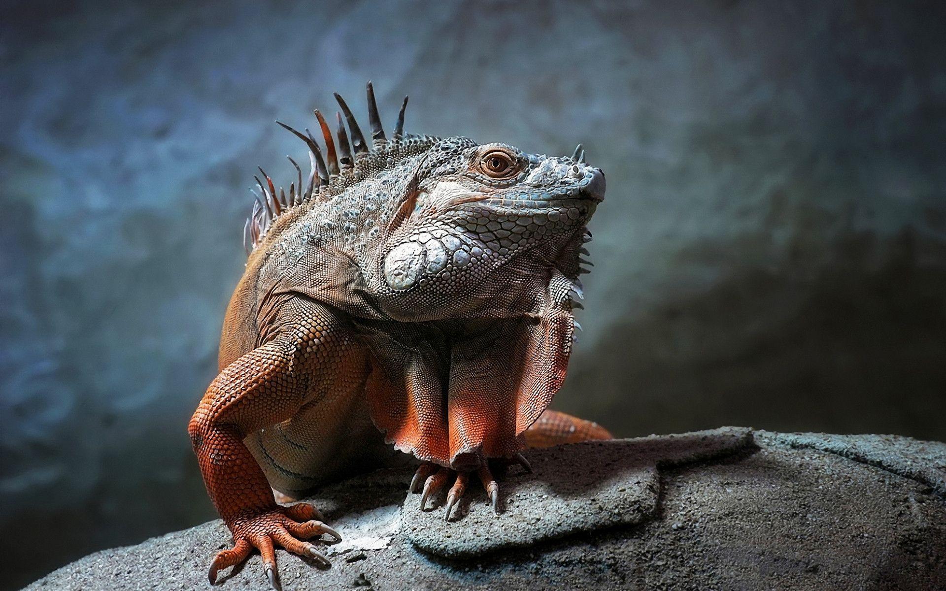 Reptile Wallpapers