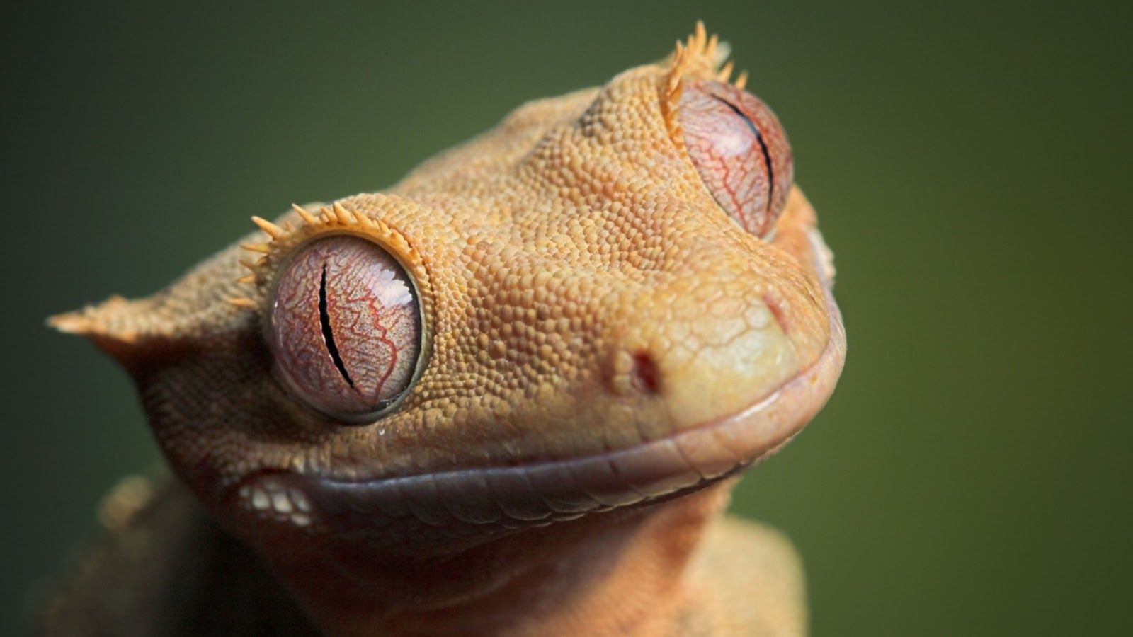 Beautiful Wallpaper: Reptiles fondo de pantalla hd, fondo de pantalla hd, reptil hd