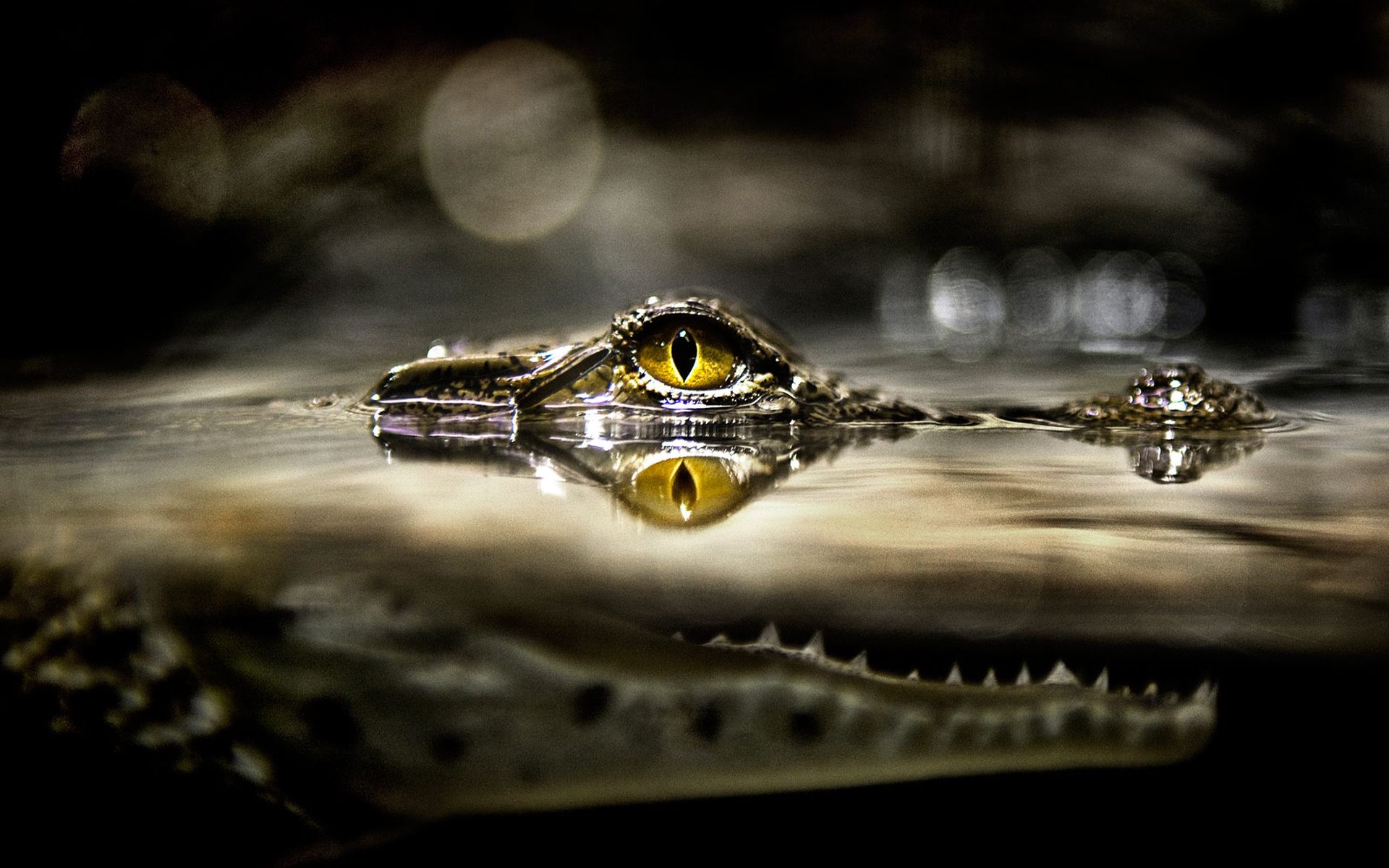 agua, ojos, animales, caimanes, reptiles :: Fondos de pantalla