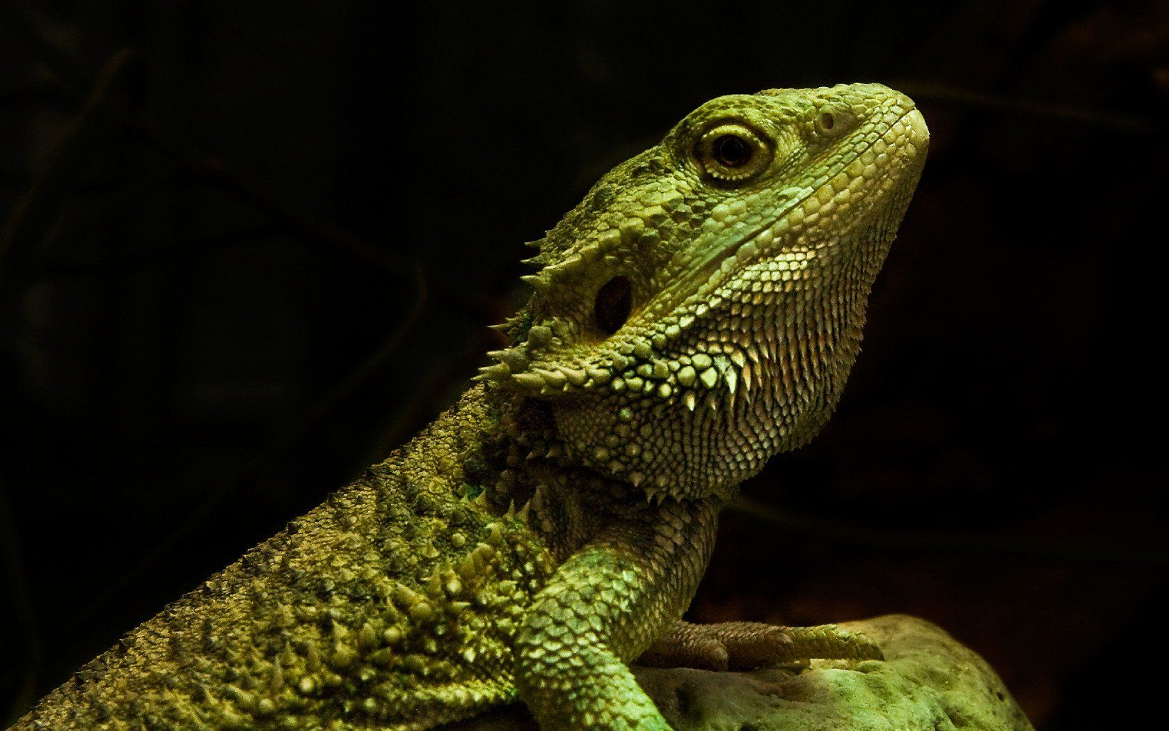 Dragón barbudo fondo de pantalla e imagen de fondo | 1680x1050 | ID: 65032