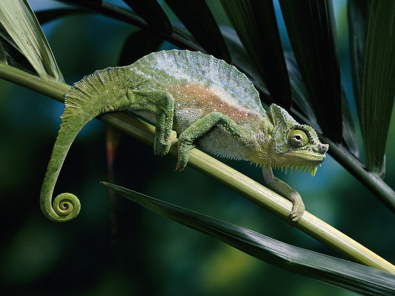 Naturaleza, mascota, Imágenes de escritorio, Camaleones, Fondos de escritorio, Reptiles