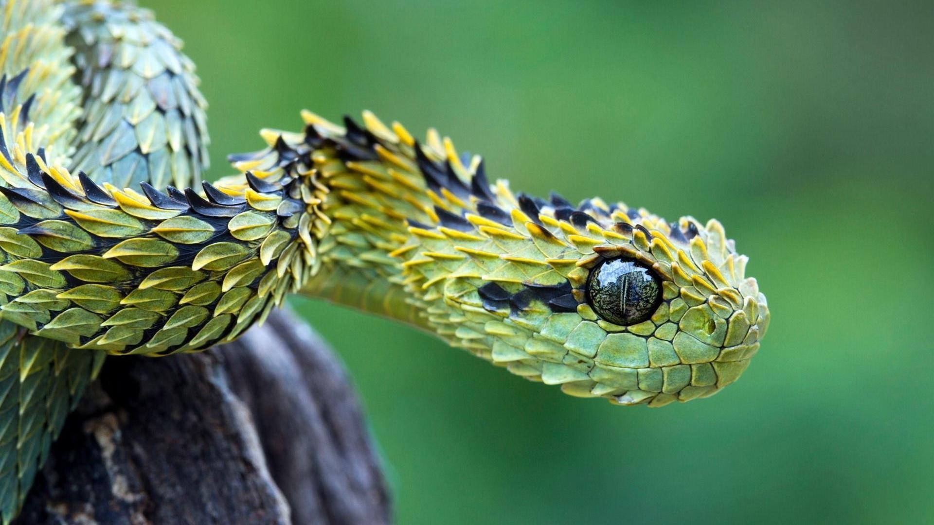 Fondo de pantalla de reptiles 1920x1080