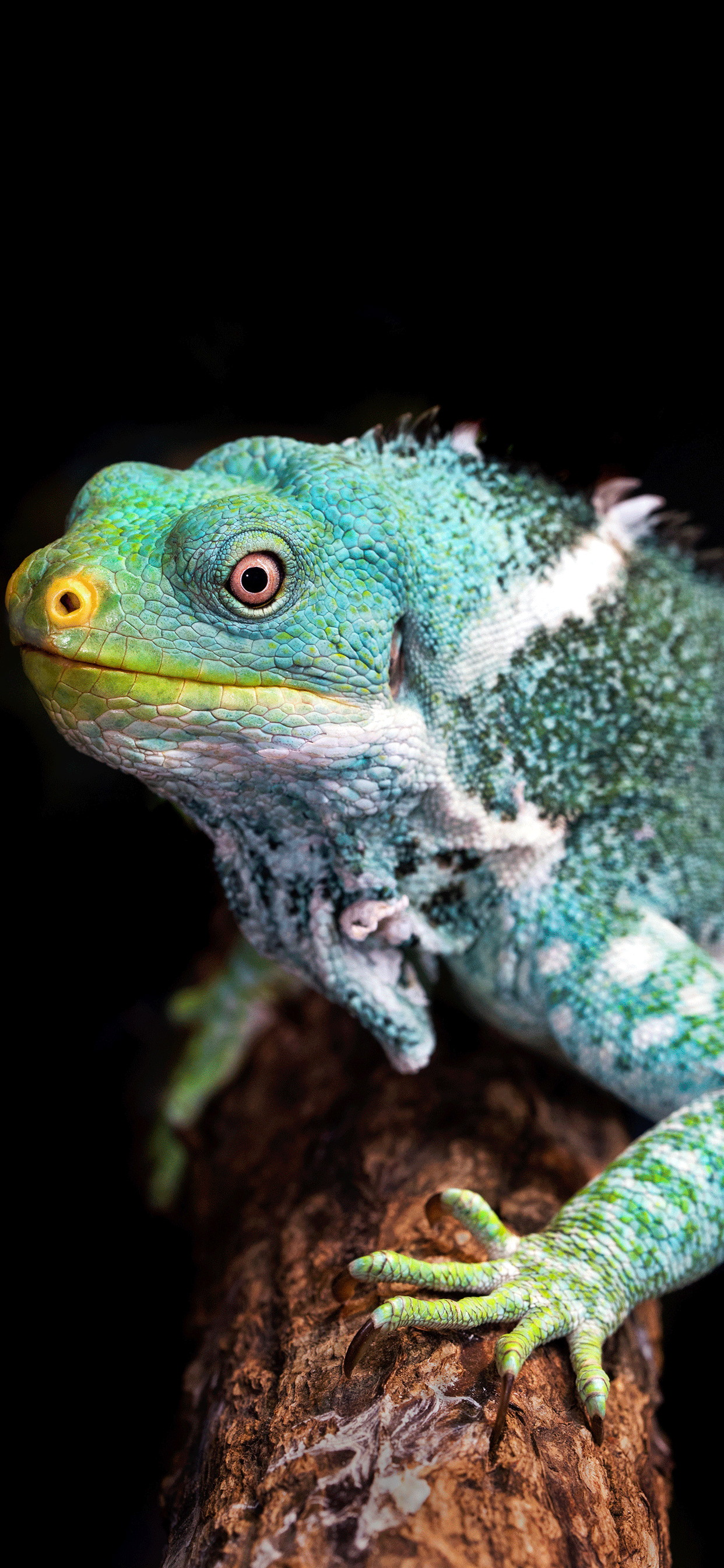 Reptiles Wallpaper para iPhone X, 8, 7, 6 - Descarga gratis en 3Wallpapers