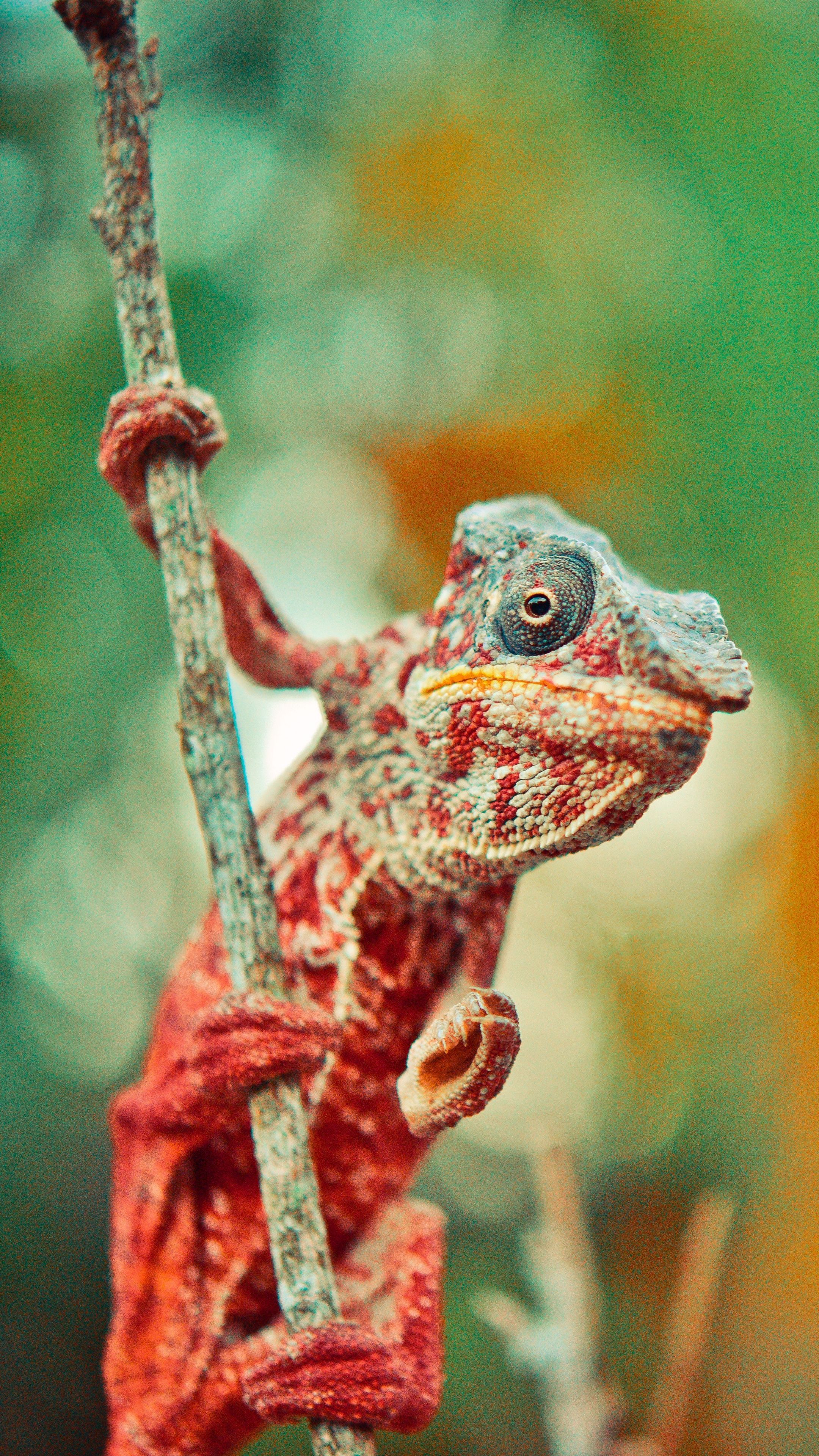 Animales #camaleón #reptil # lagarto # fondos de pantalla hd 4k fondo para
