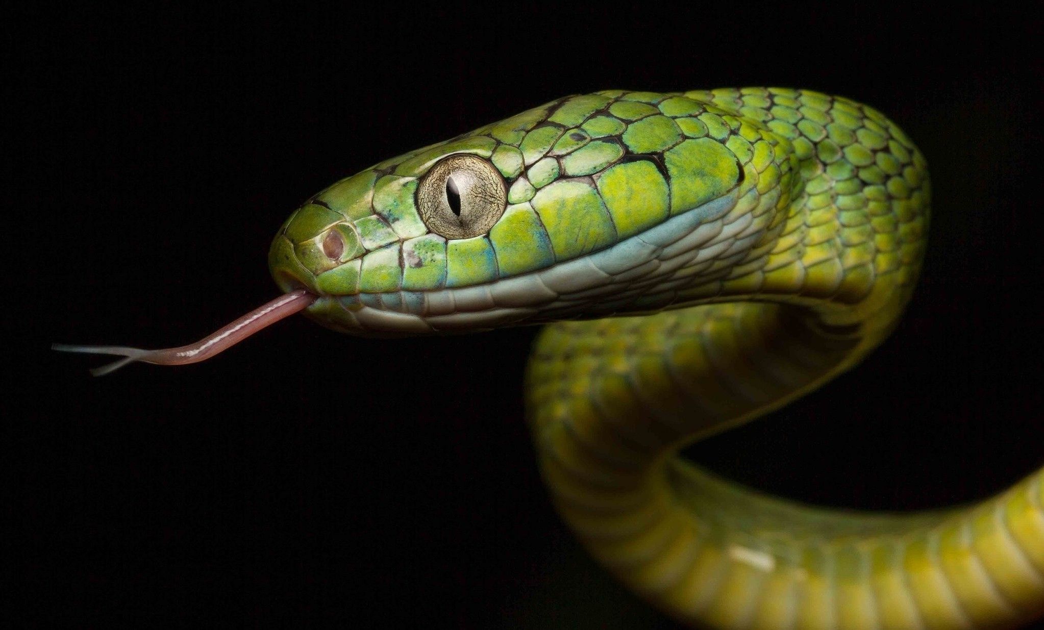 2929679 animales serpiente reptiles fondo de pantalla y fondo | Animal