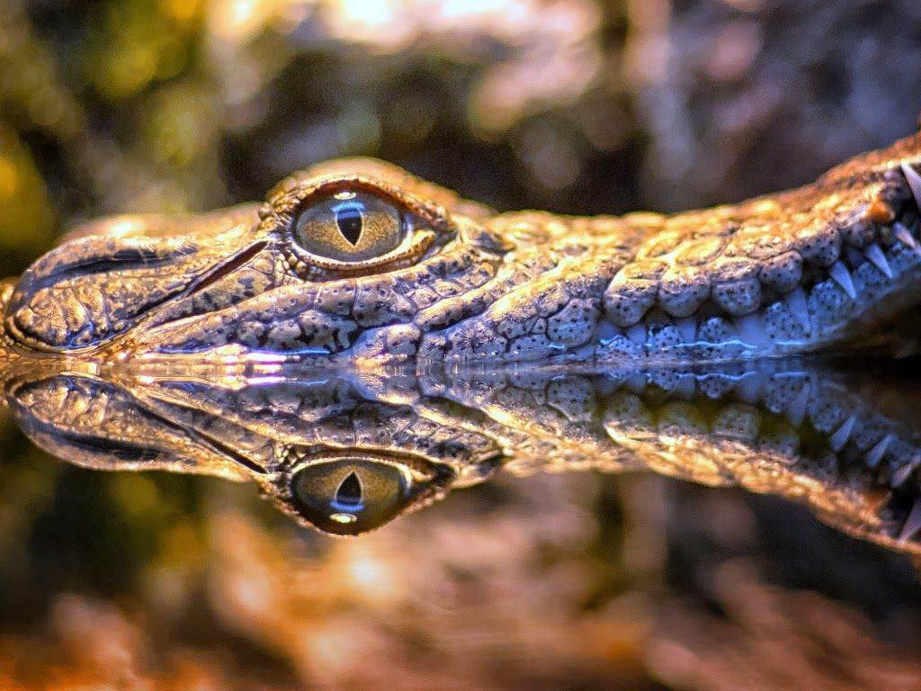 Reptiles Wallpapers - Fondos de Escritorio