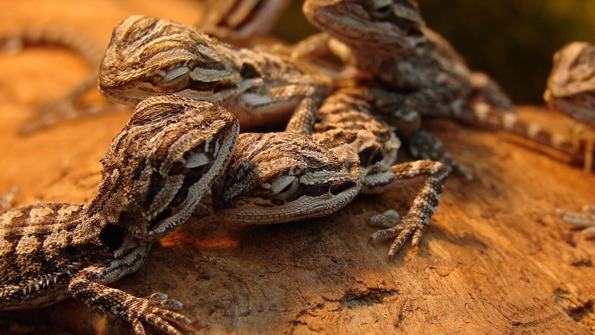 Fondo de pantalla de reptiles 1920x1080