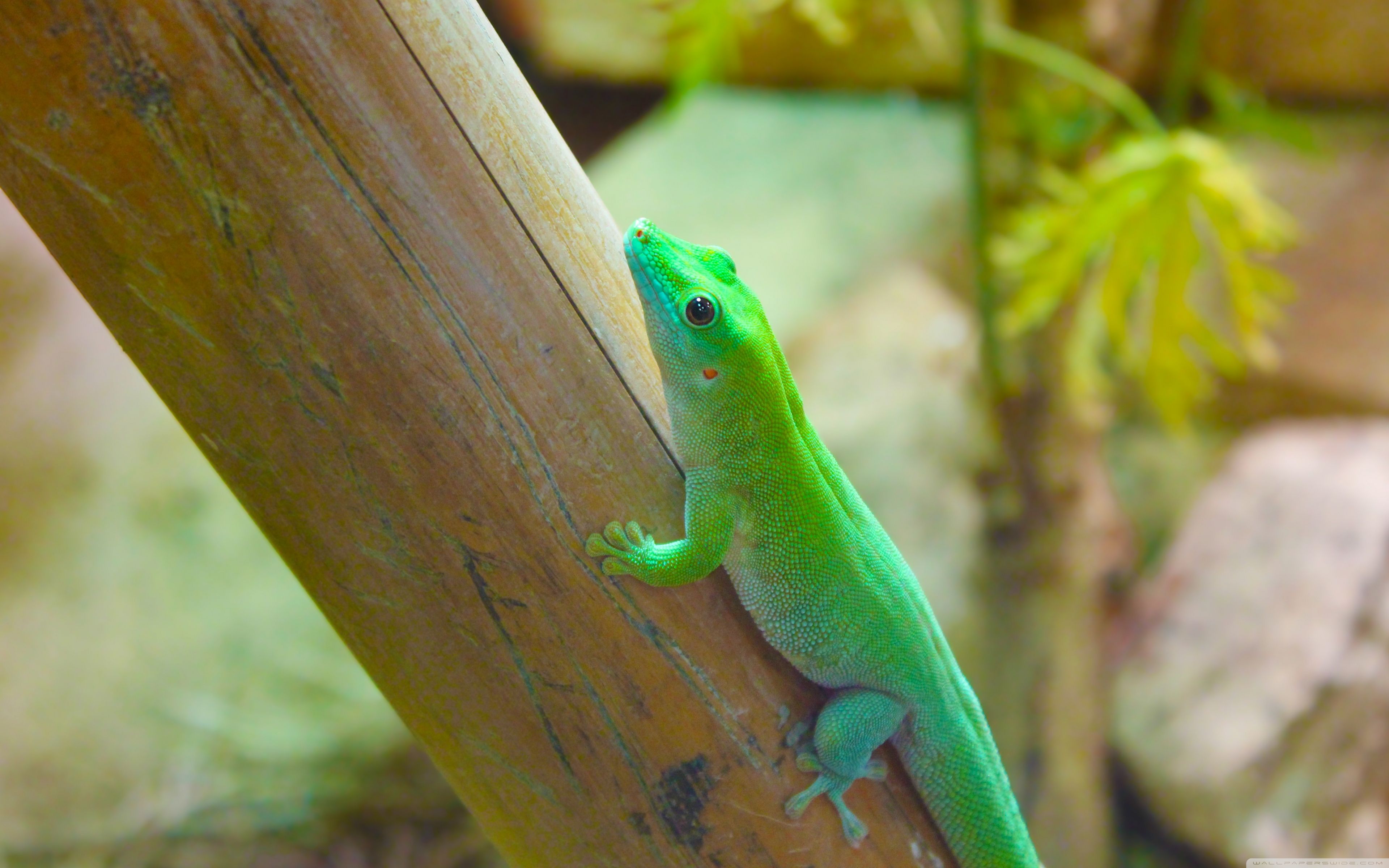Reptiles ❤ Fondo de escritorio 4K HD para TV 4K Ultra HD • Tableta