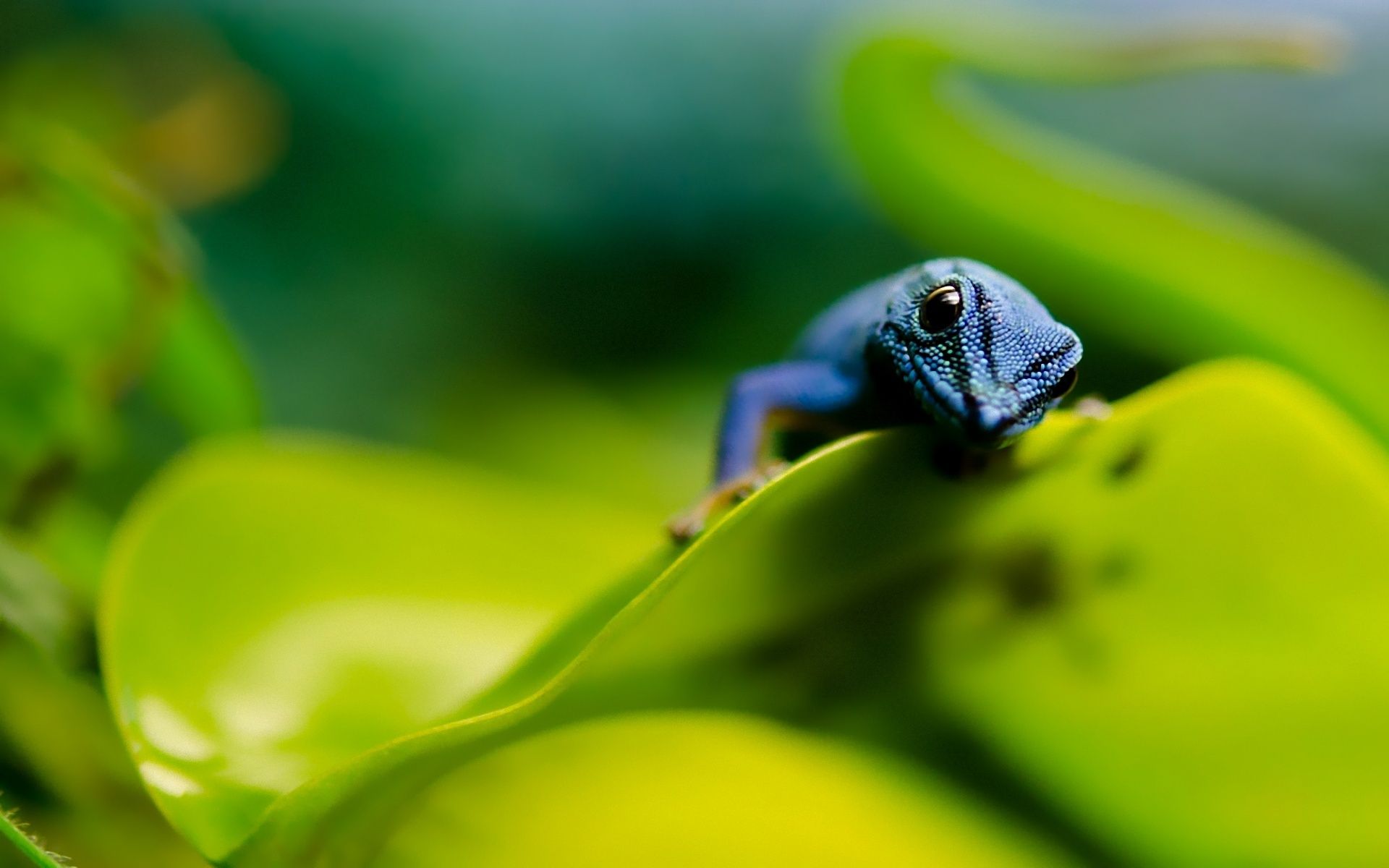 Descargar Reptile Wallpaper (43+) - Fondo de pantalla gratuito para tu pantalla.