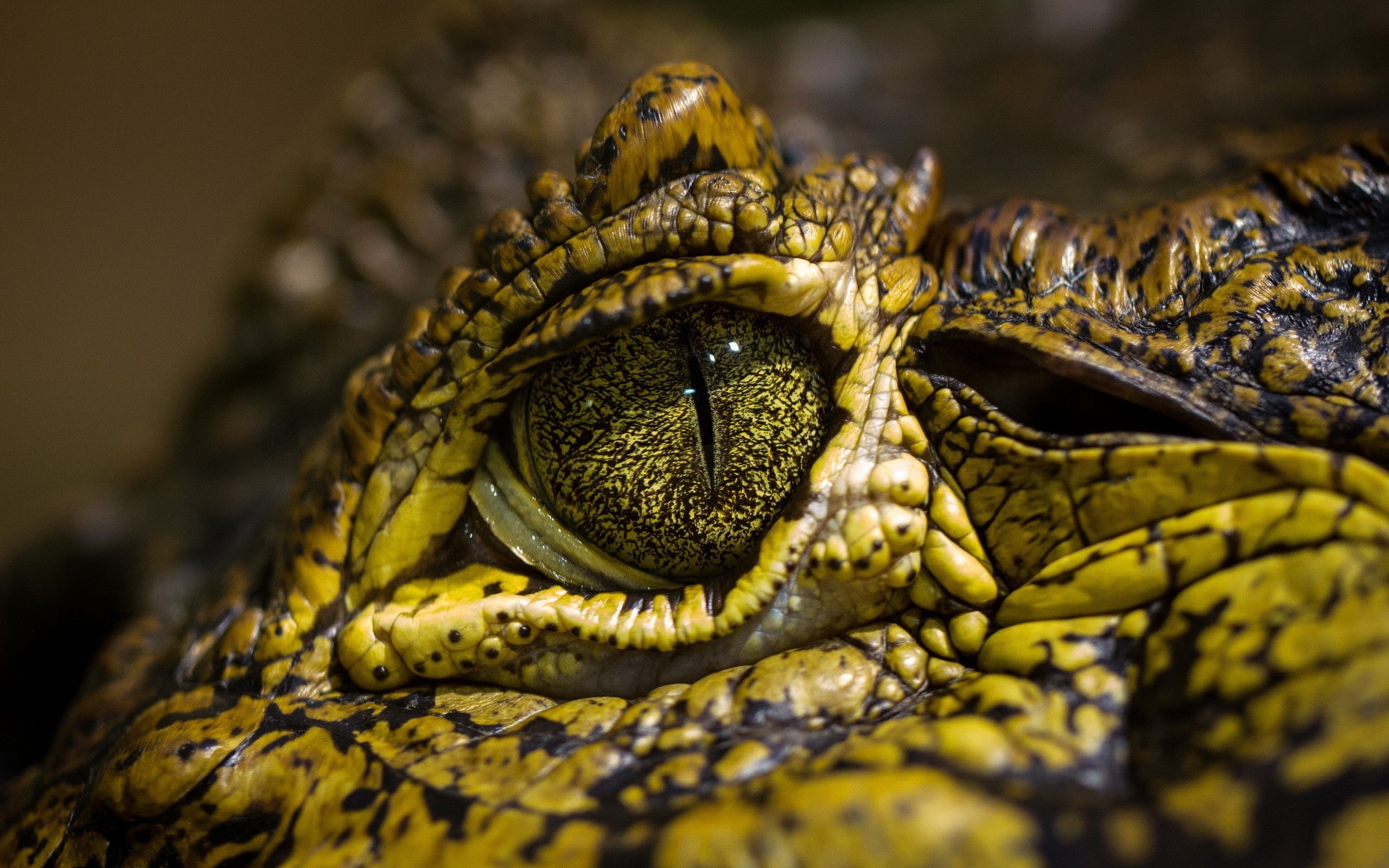 Fondos de pantalla: animales, ojos, fauna silvestre, iguana, reptiles, cocodrilos