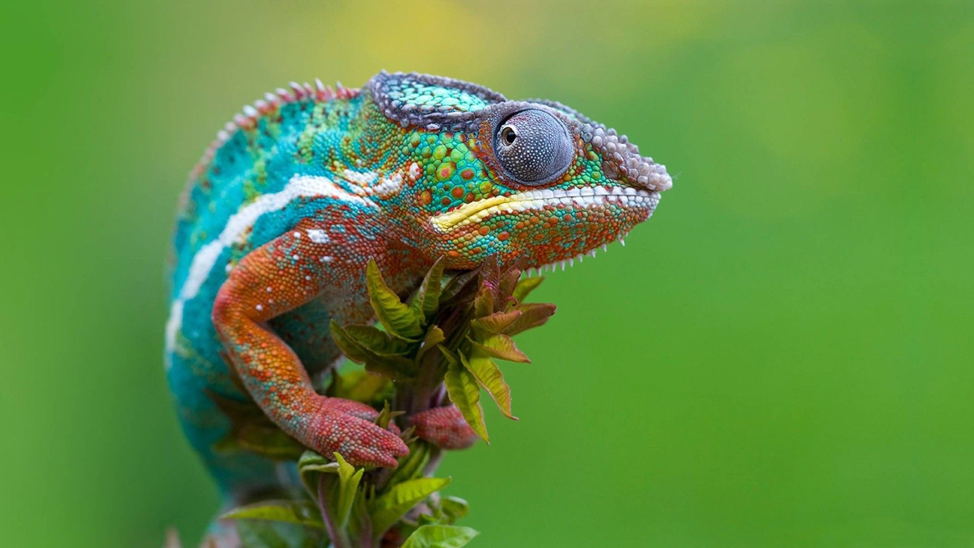 Camaleones macro reptiles 1920x1080 fondo de pantalla de alta calidad
