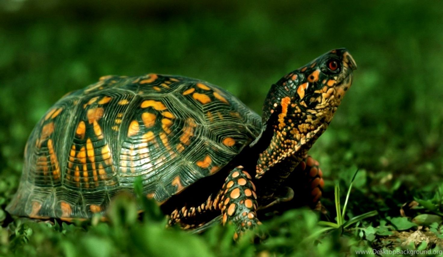 Reptiles Tortuga Animales Hierba Fondos de pantalla Imágenes Hd | Wallpapers Plain