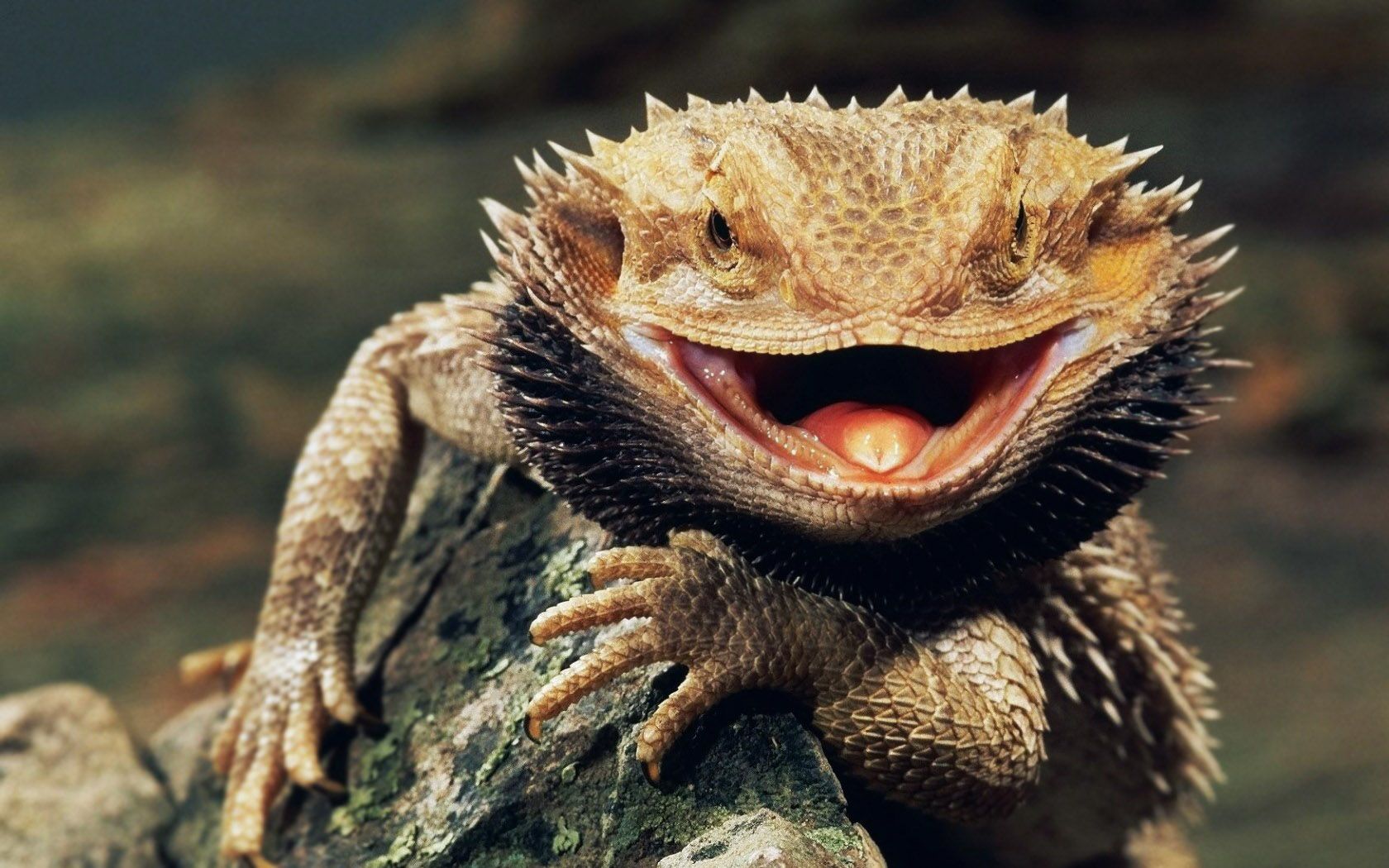 1680x1050px ▻ Fondos de reptiles