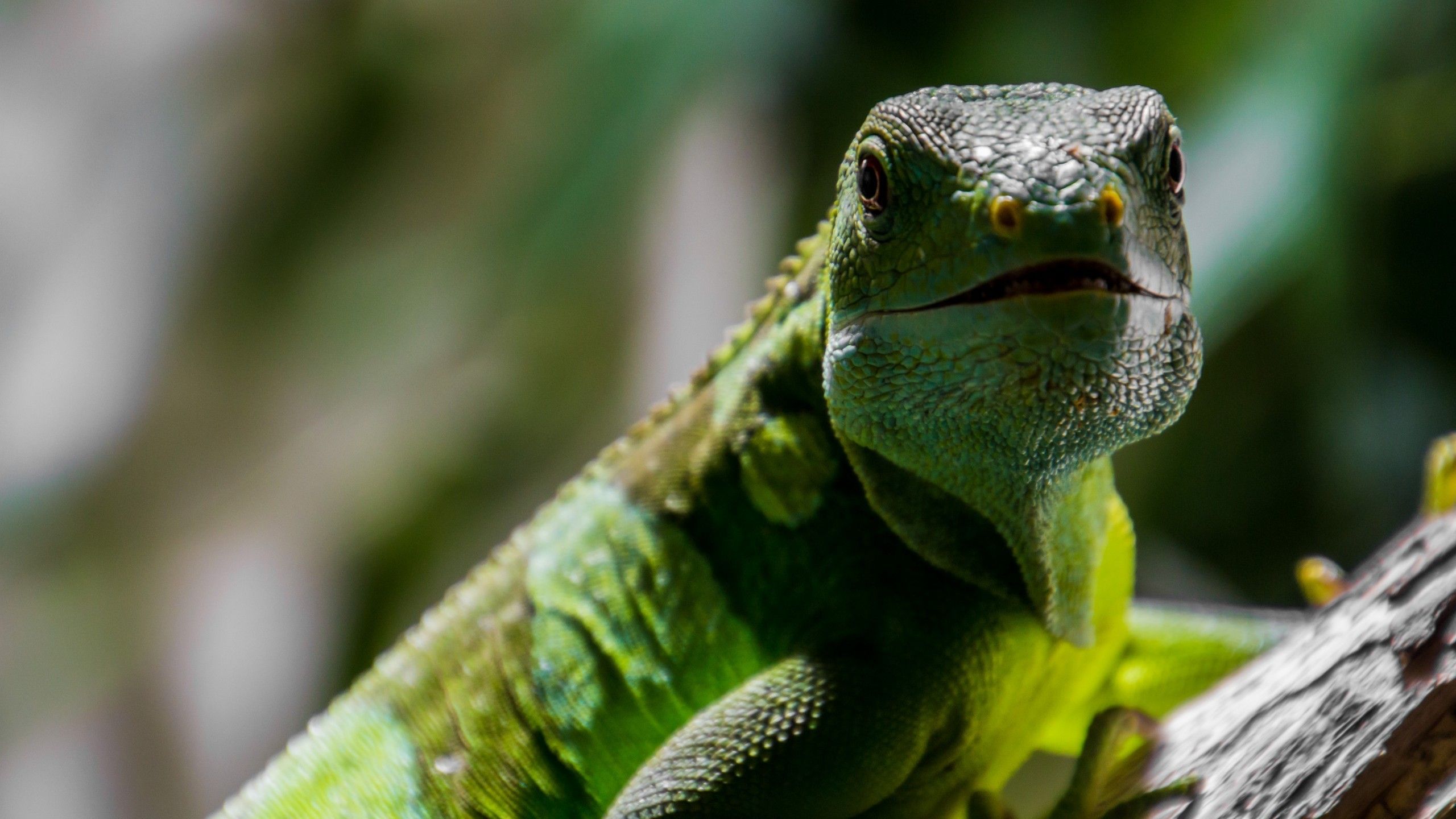 Descargar 2560x1440 Lagarto, Cara de primer plano, Borrosa, Reptiles