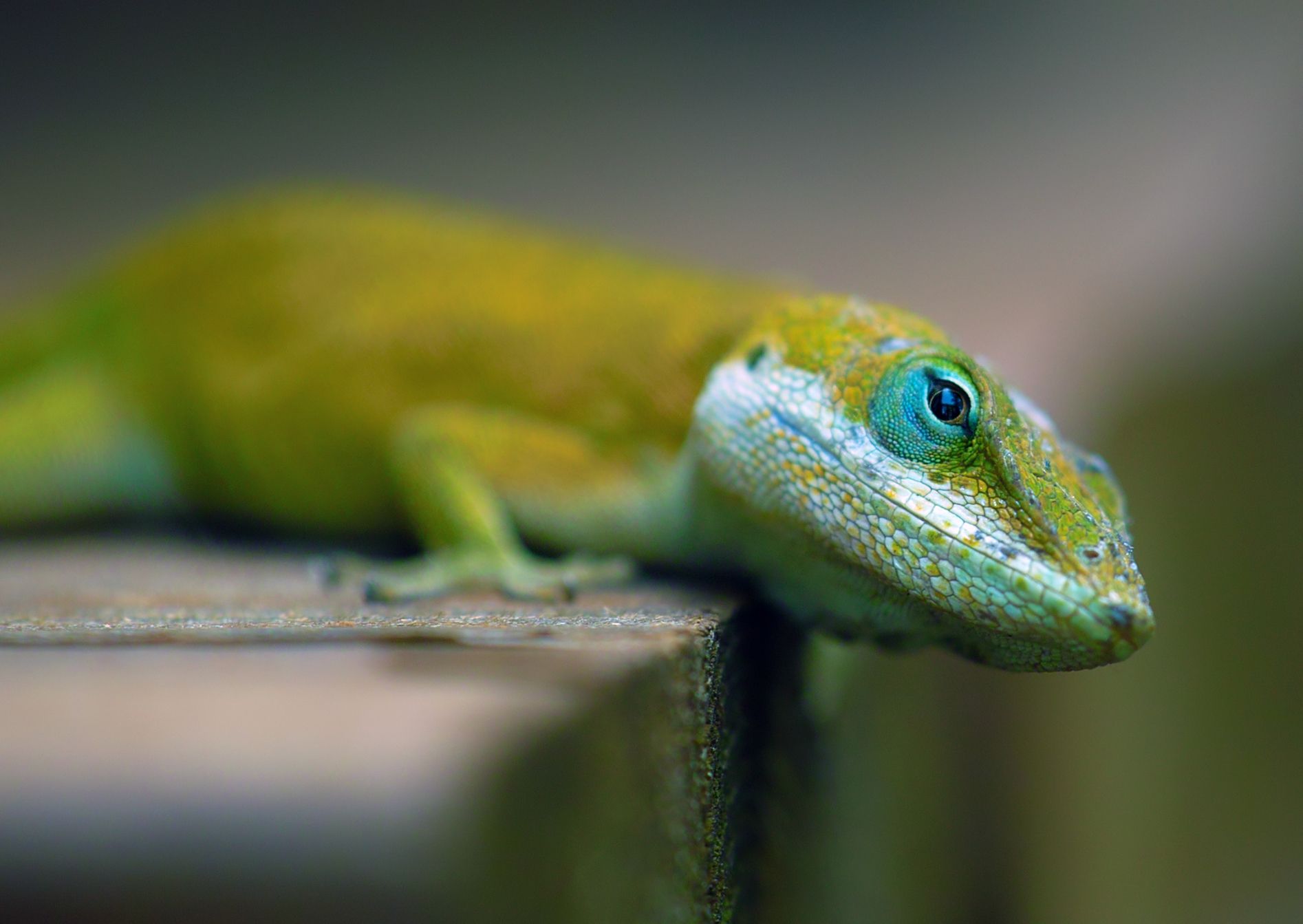Lizard fondo de pantalla e imagen de fondo | 1894x1343 | ID: 53680