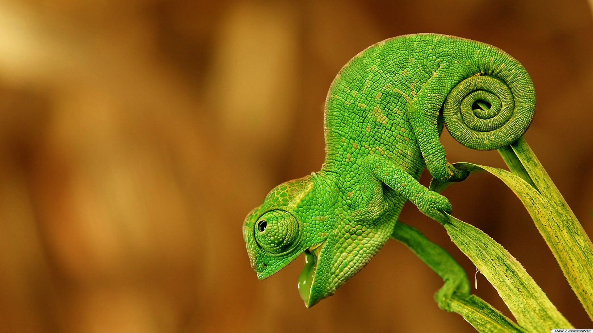 Camaleón - reptiles fondo de pantalla (40609265) - fanpop