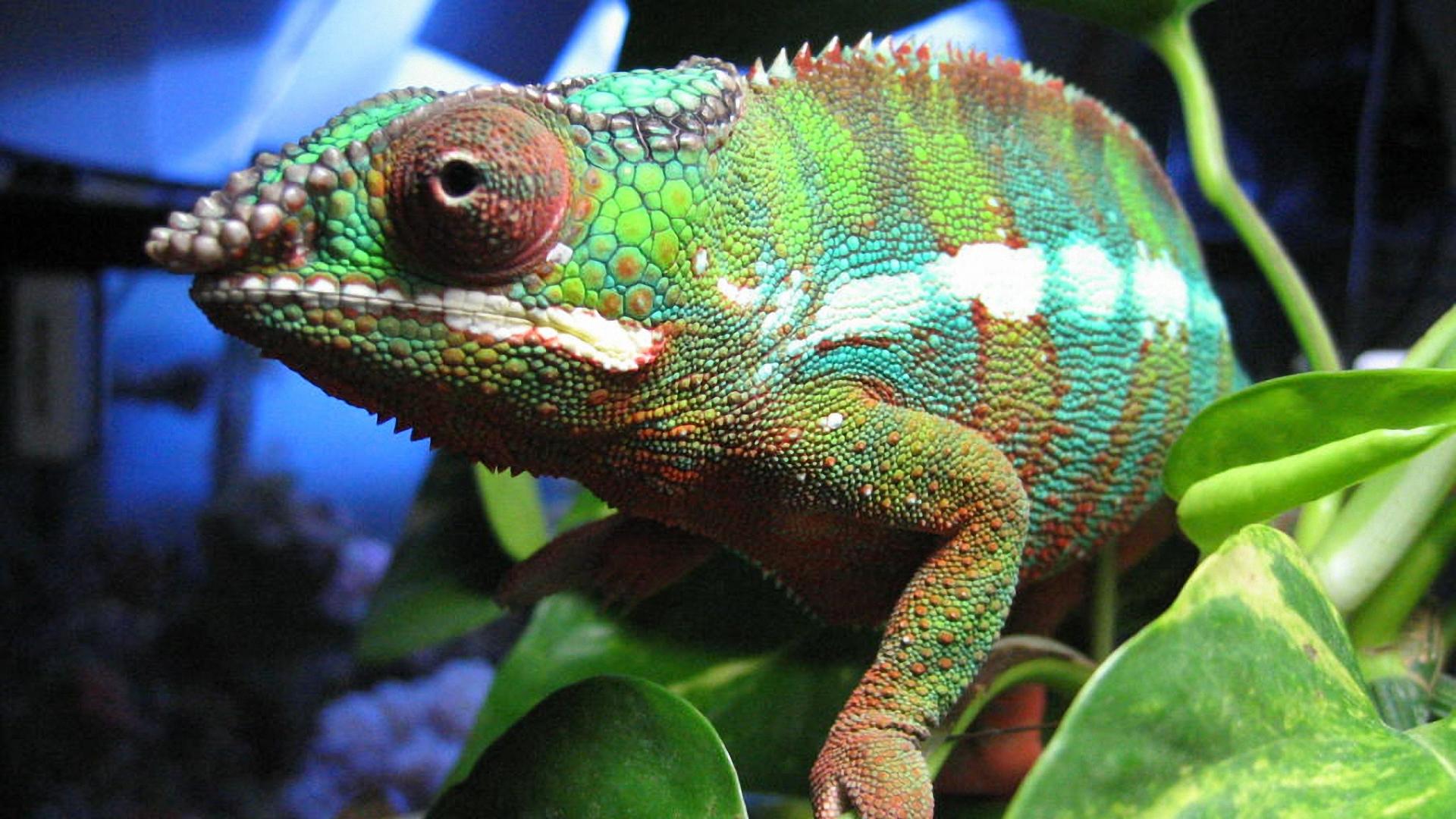 Fondo de pantalla de reptiles 1920x1080