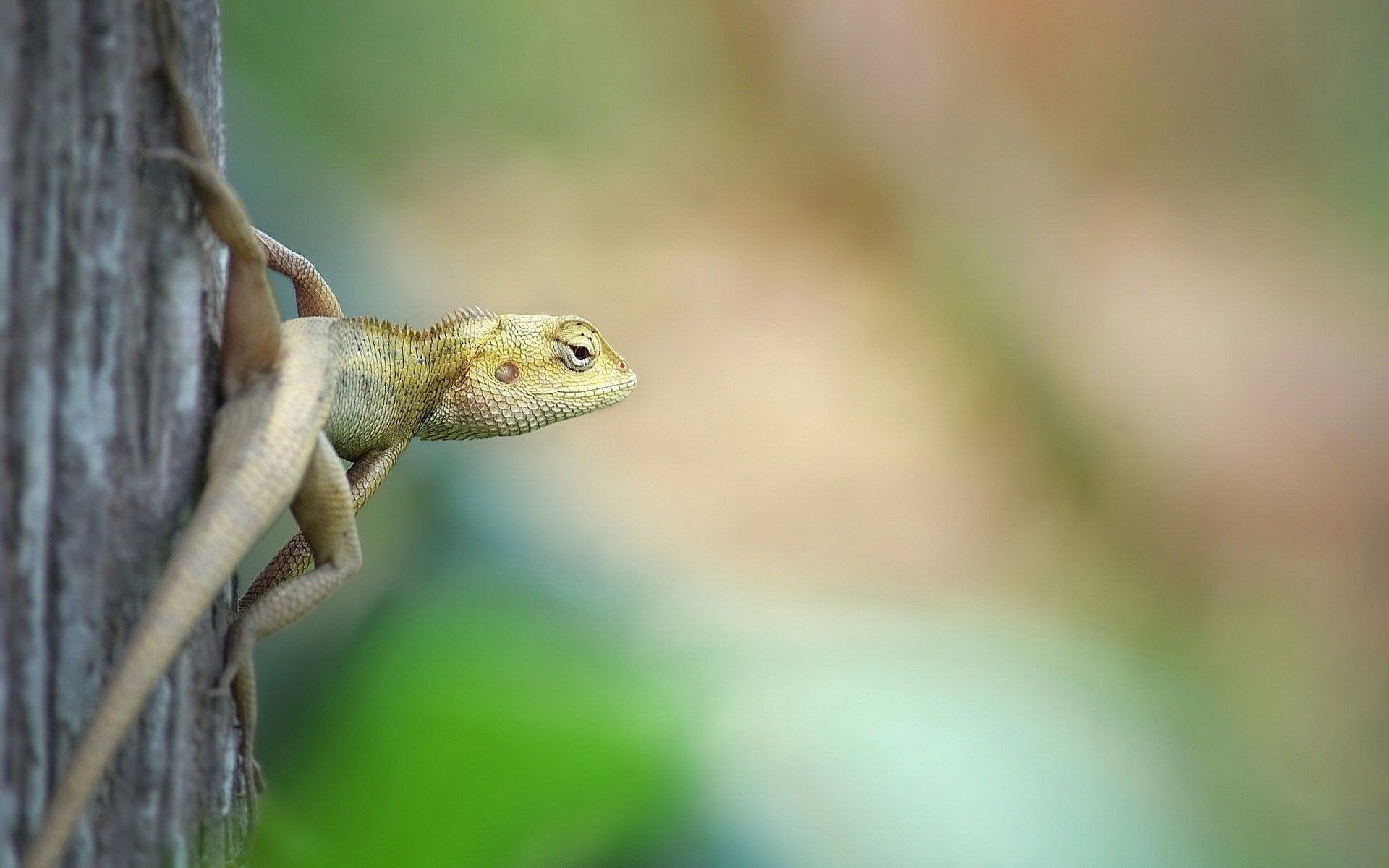 2929286 animales lagartos reptiles fondo de pantalla y fondo | Animal
