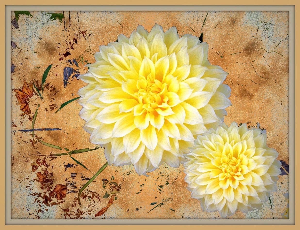 Flores Niño Vector Flor Fondos Descargar Hd ~ Flores para HD