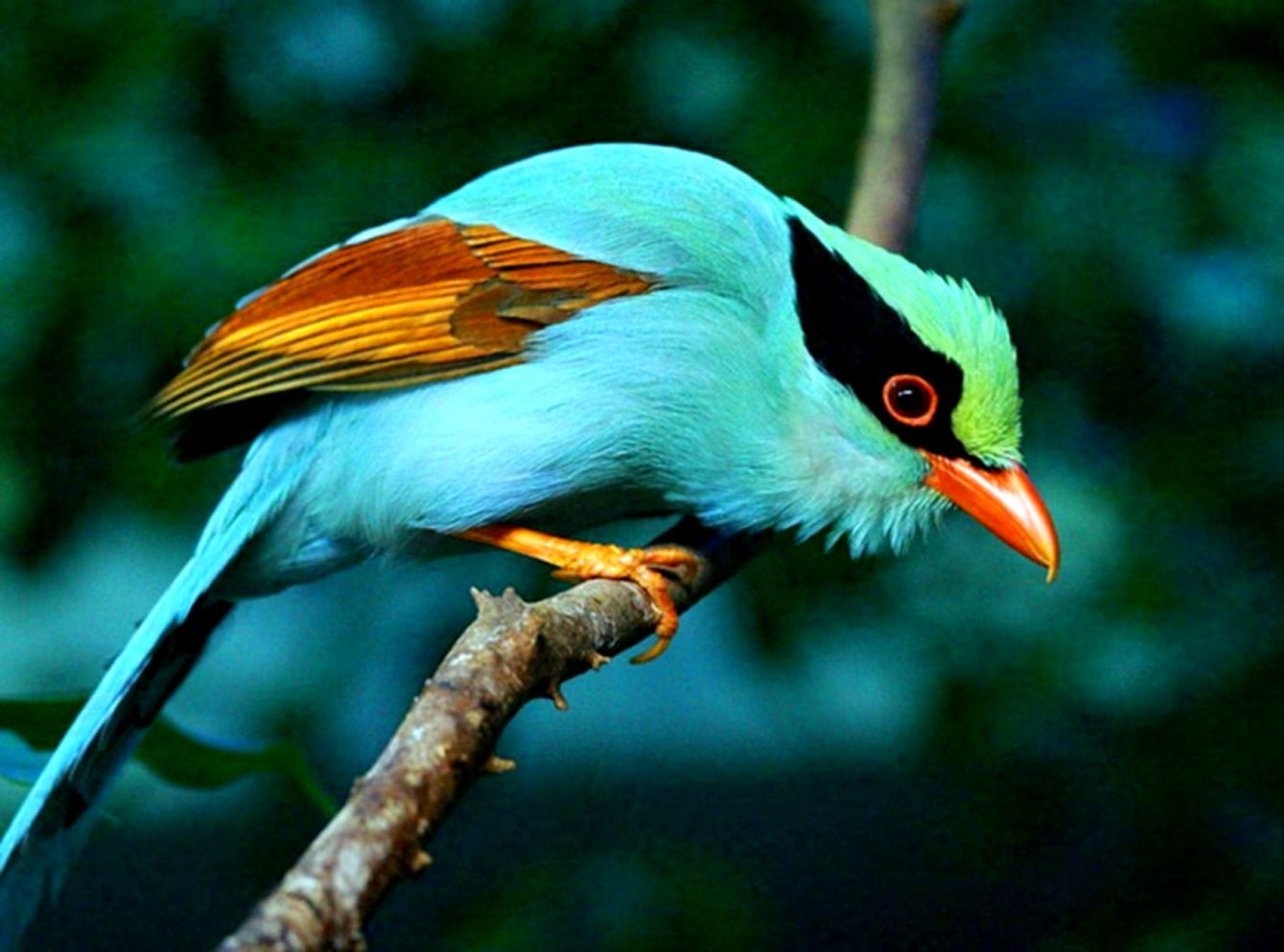 Pájaros exóticos HD Wallpapers | Fondos elegantes