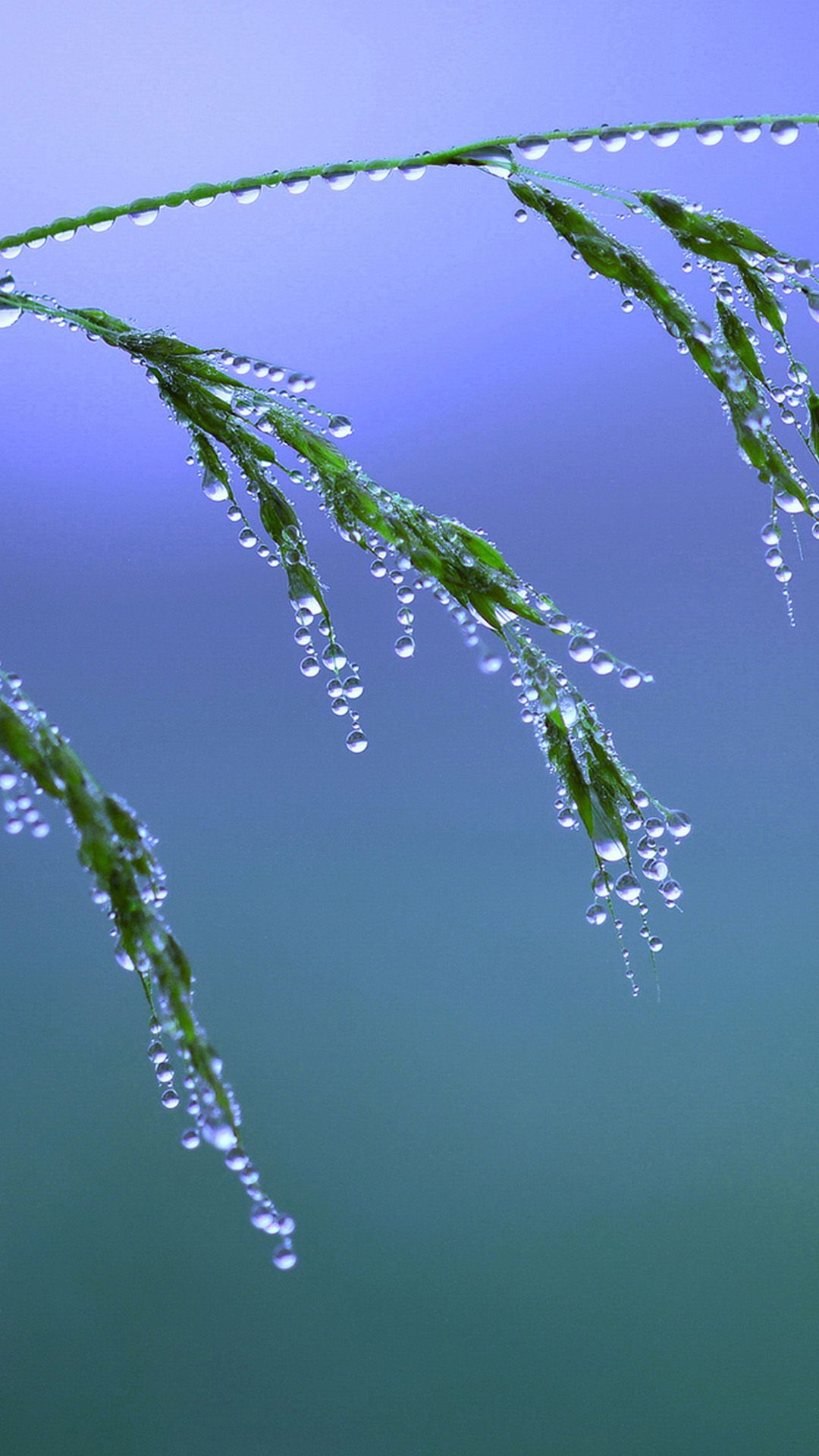 Plantas raras escena iphone 6 plus fondo de pantalla | iPhone 6 Plus Wallpapers HD