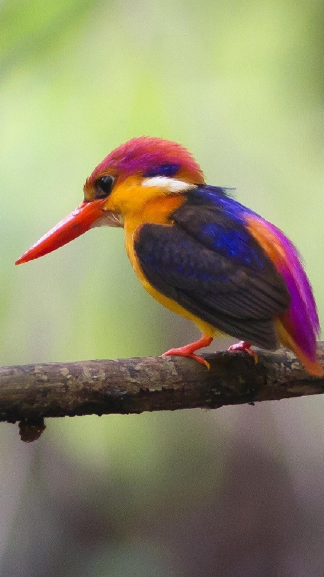 Fondo de pantalla raro 1080x1920