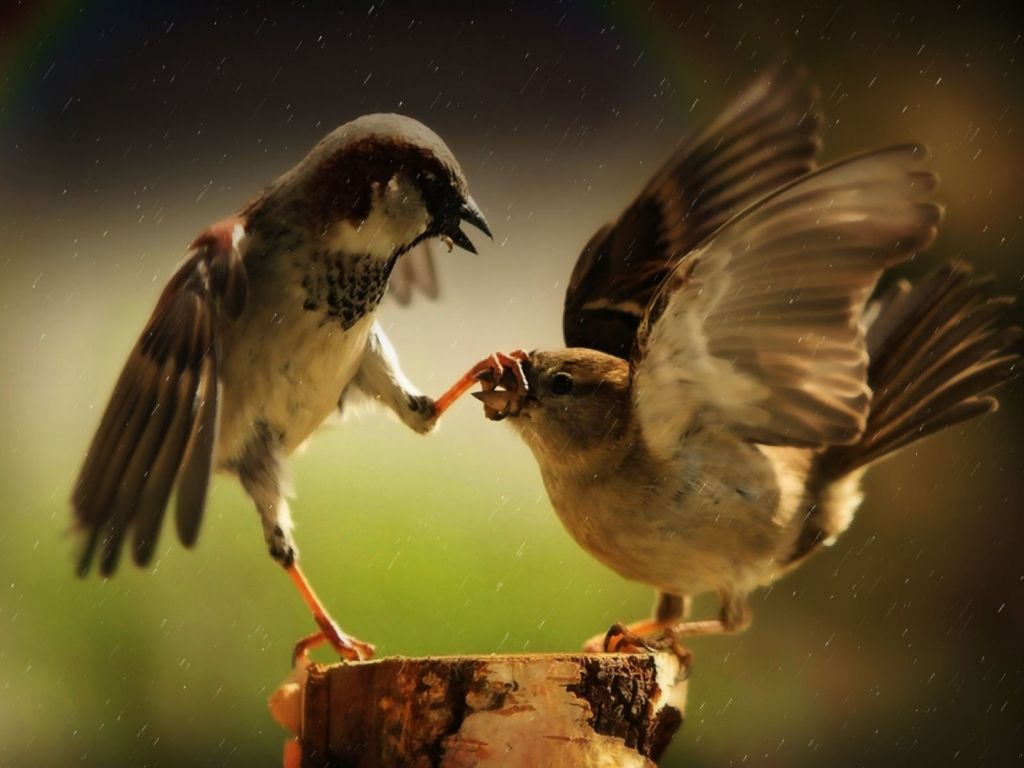 Página 64 de fondo de pantalla 4K fondos de pantalla para su escritorio o pantalla móvil