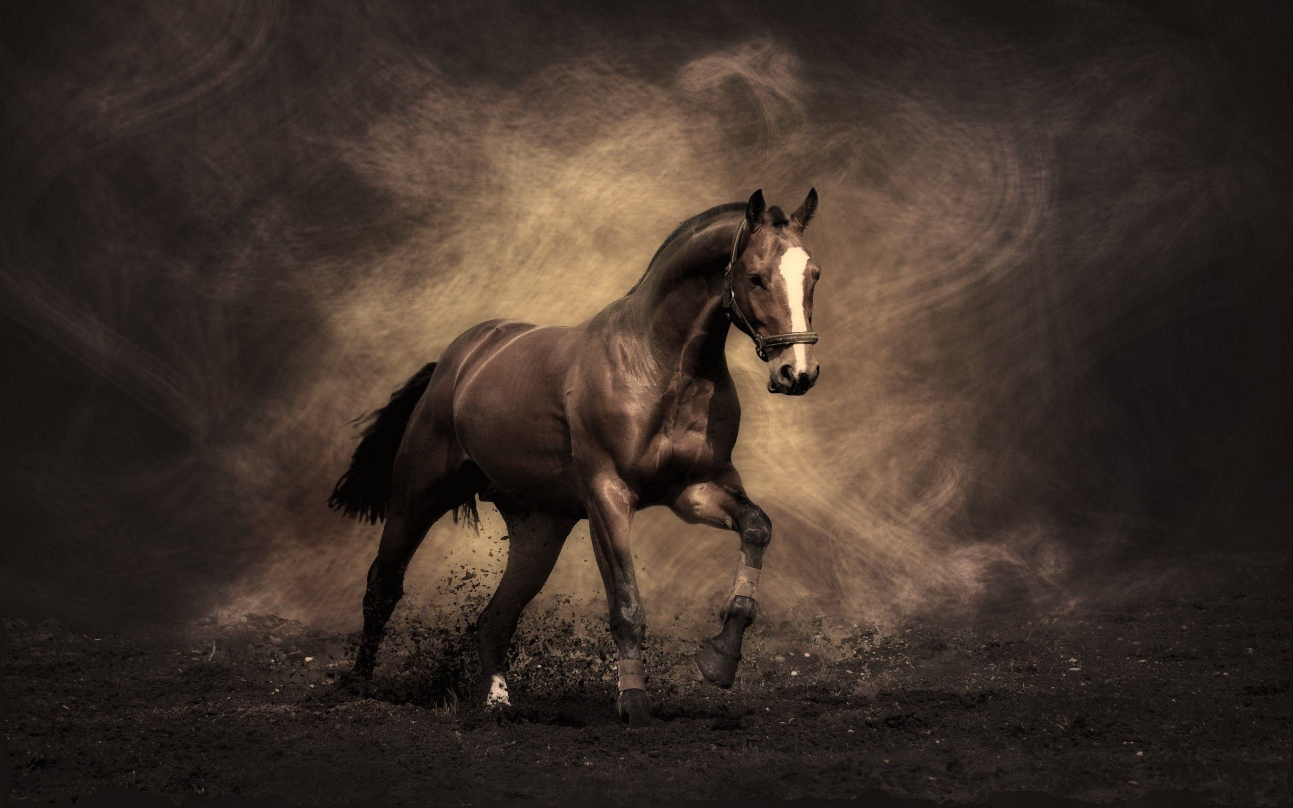 57+ Fondos de Caballos