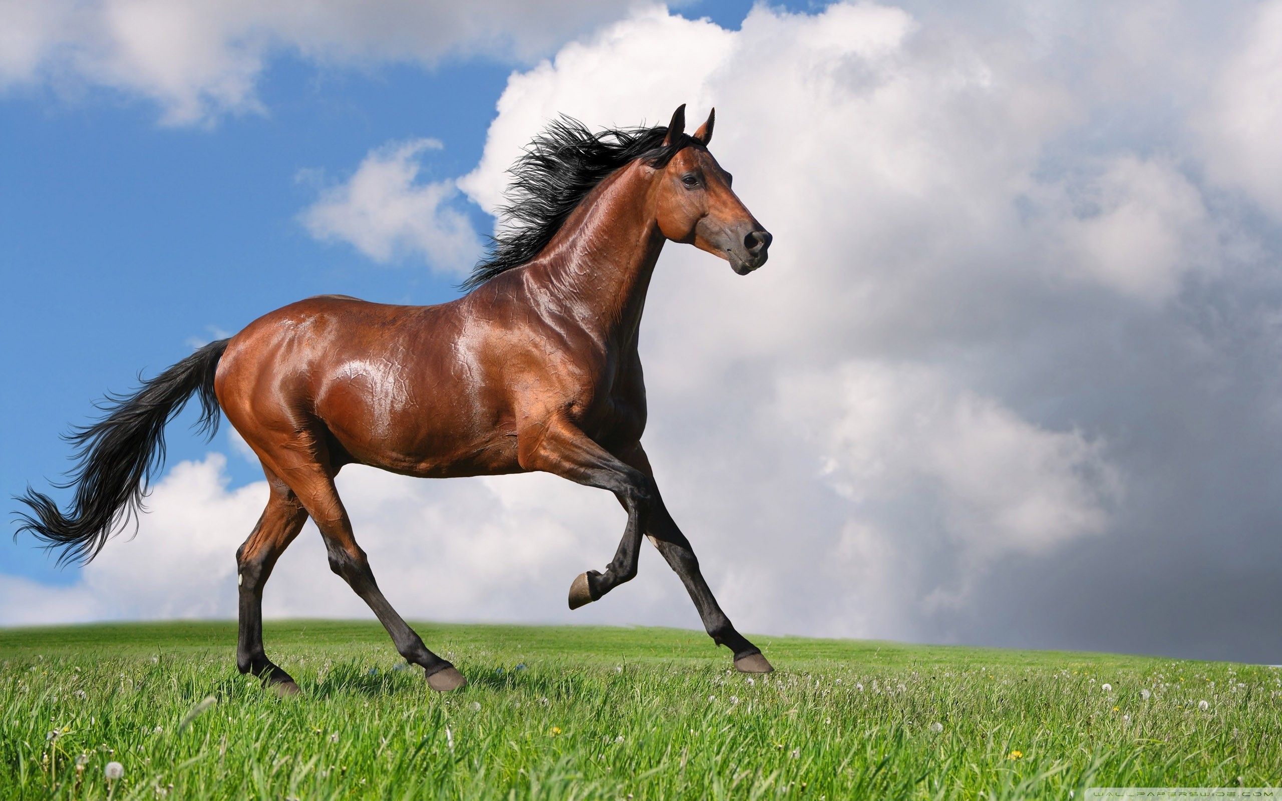 57+ Fondos de Running Horses