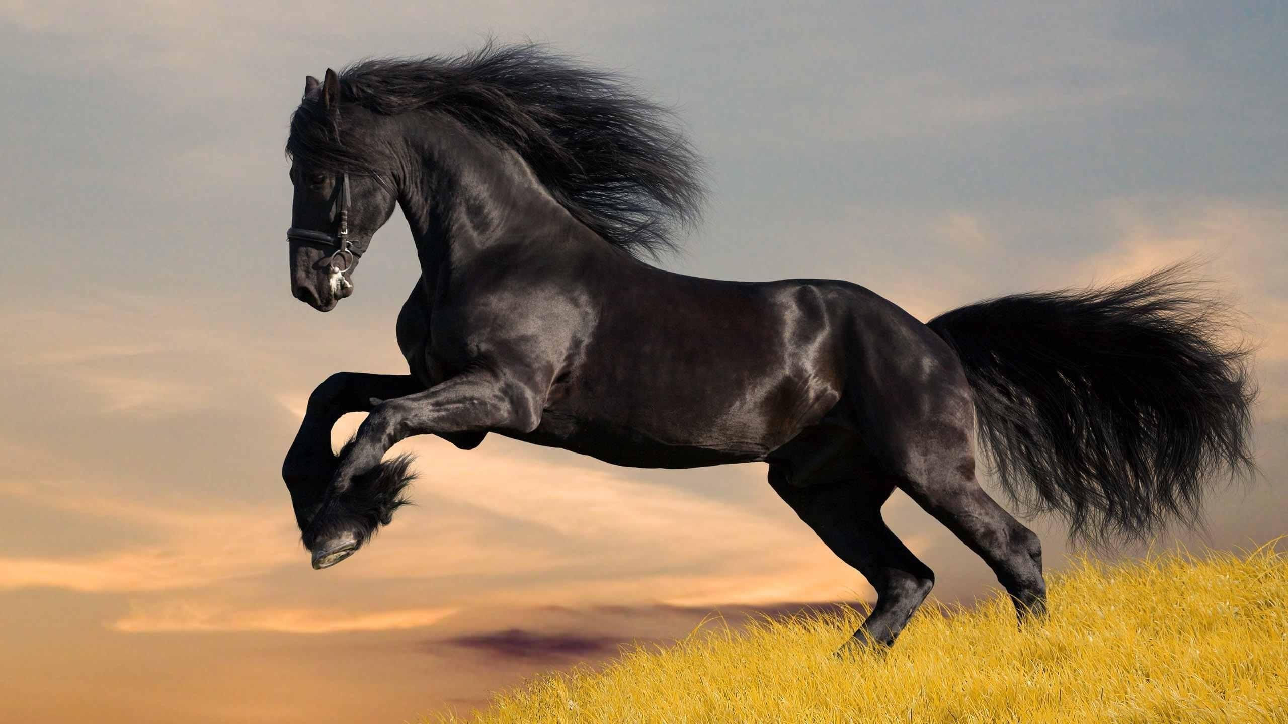 57+ Fondos de Running Horses