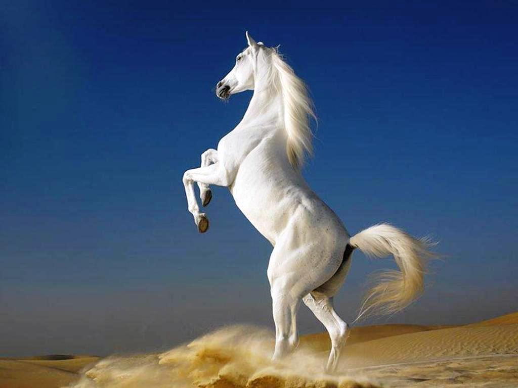 Fondos de caballos gratis para computadora