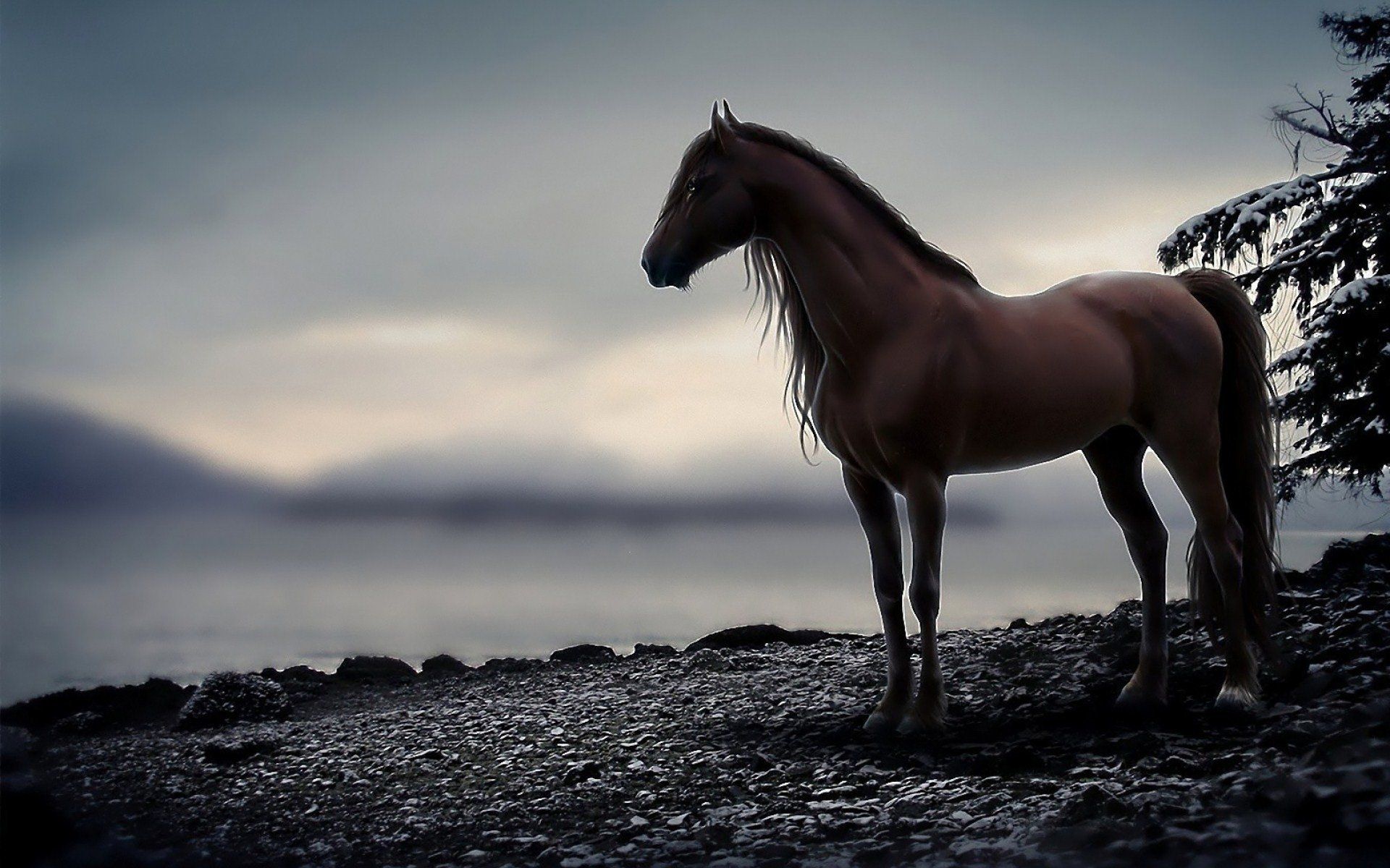 1414 Caballo HD Fondos de pantalla | Imágenes de fondo