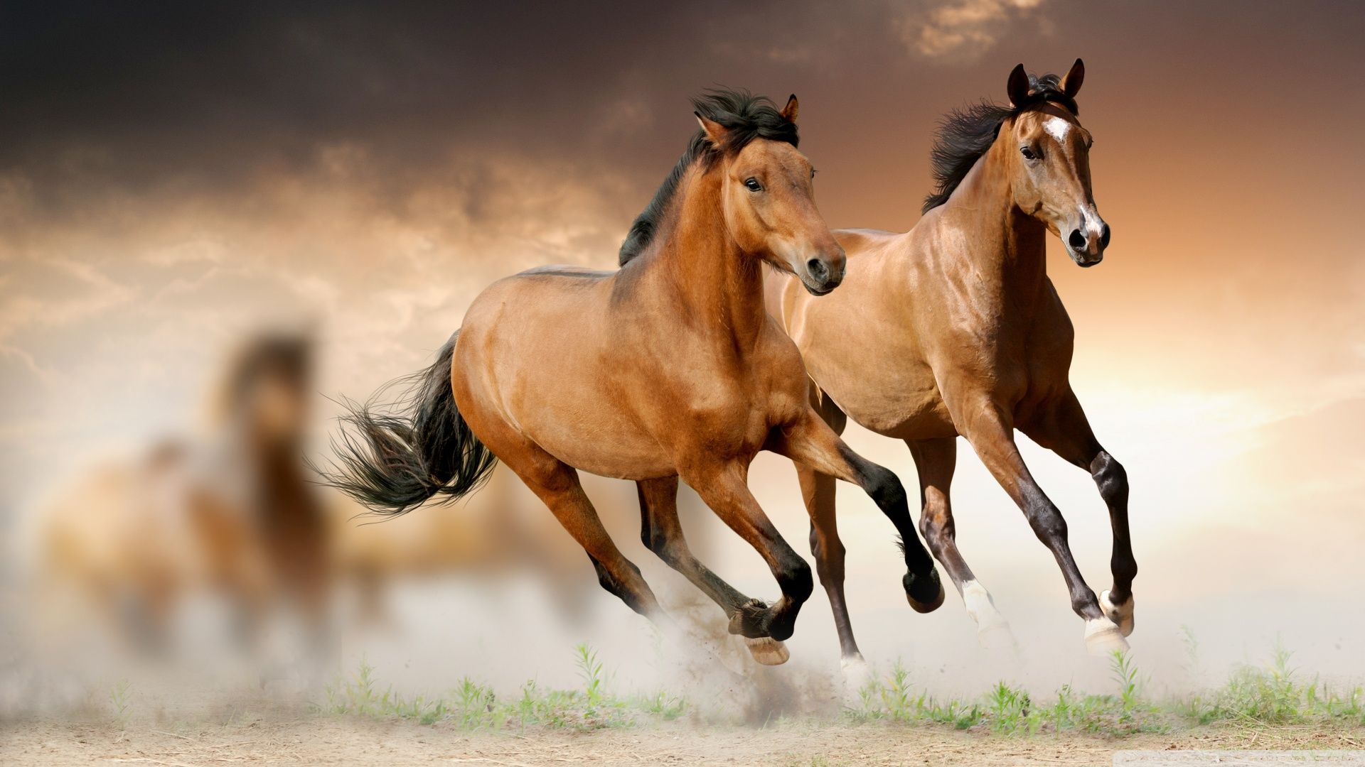 Caballos corriendo ❤ 4K HD fondo de escritorio para 4K Ultra HD TV