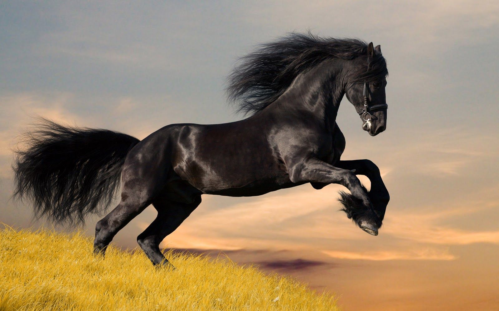 Fotos de caballos salvajes | caballos salvajes corriendo fondo de pantalla
