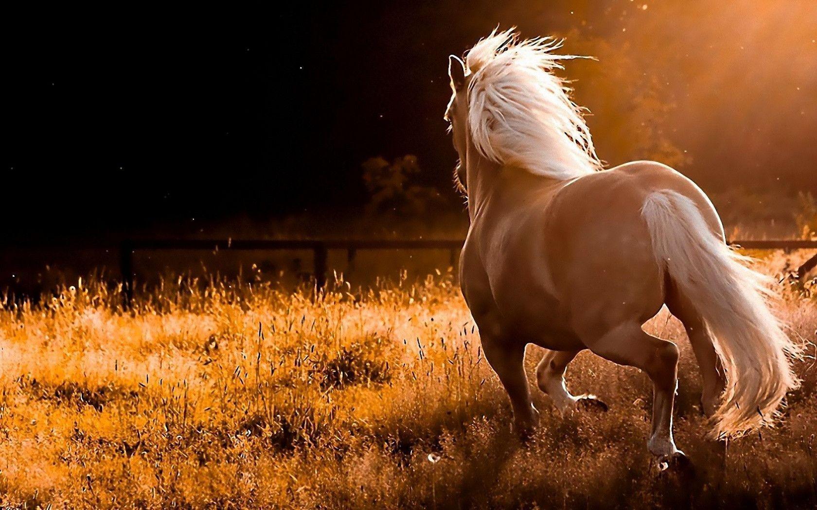Wild Horses Wallpapers - Los mejores fondos de Wild Horses
