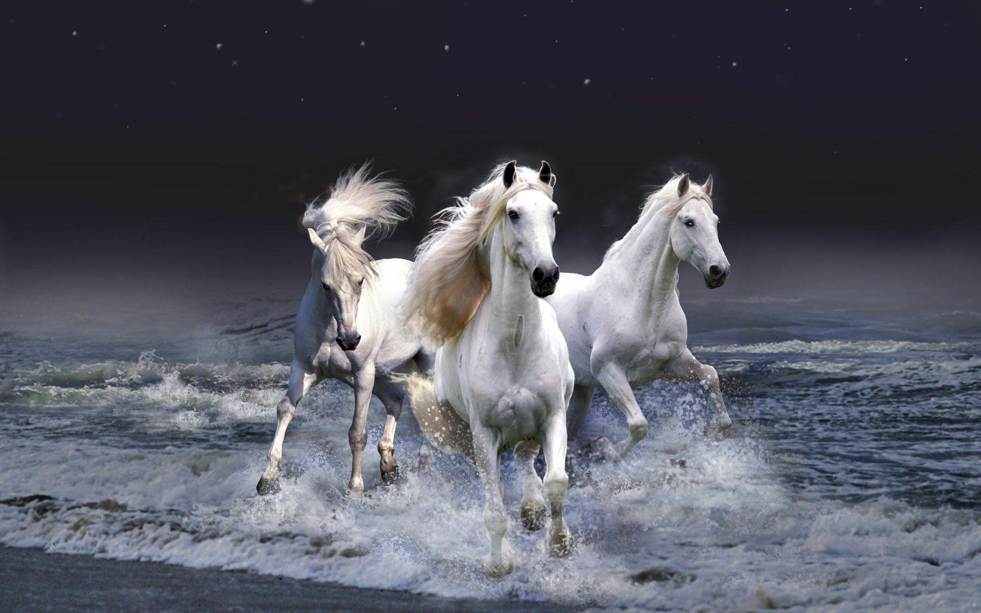 Fondos de caballos gratis para computadora