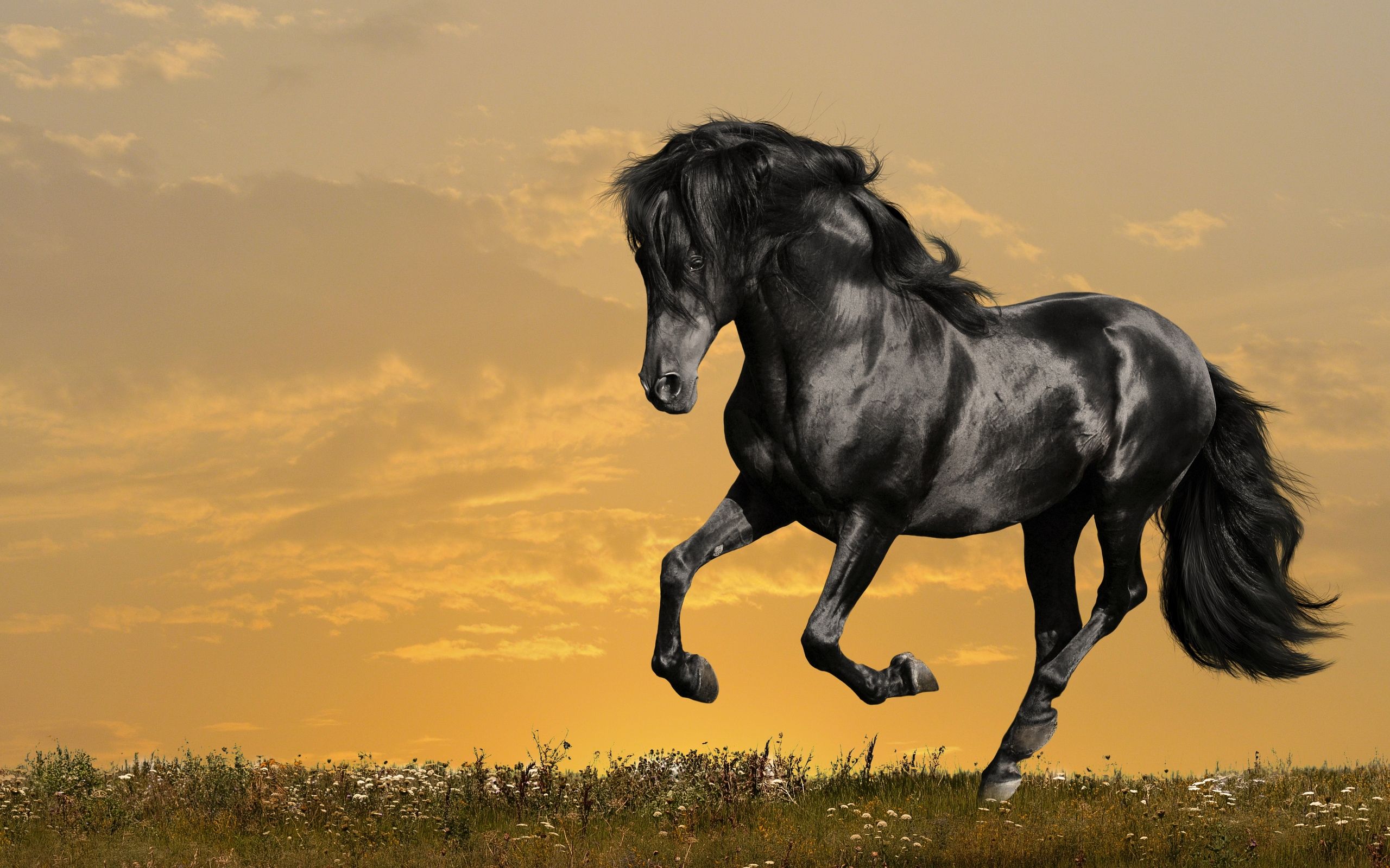 1414 Caballo HD Fondos de pantalla | Imágenes de fondo